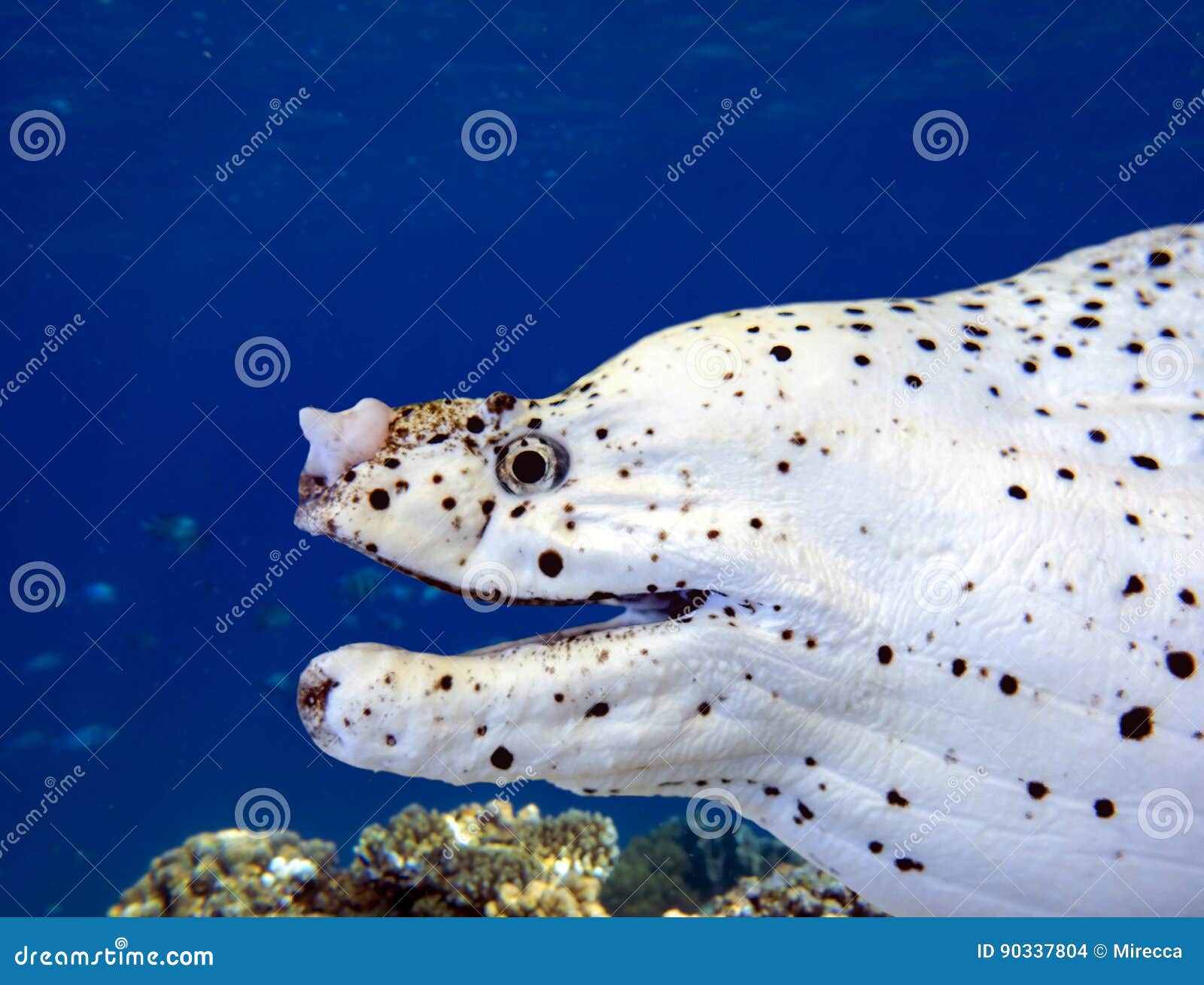 White Moray Eel Muraenidae - Gili Air Indonesia Asia Stock Photo