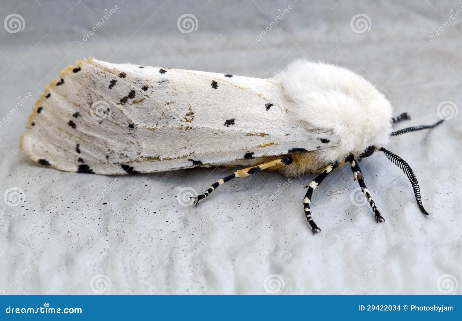 White Moth stock photo. Image of insect, beauty, moth 29422034