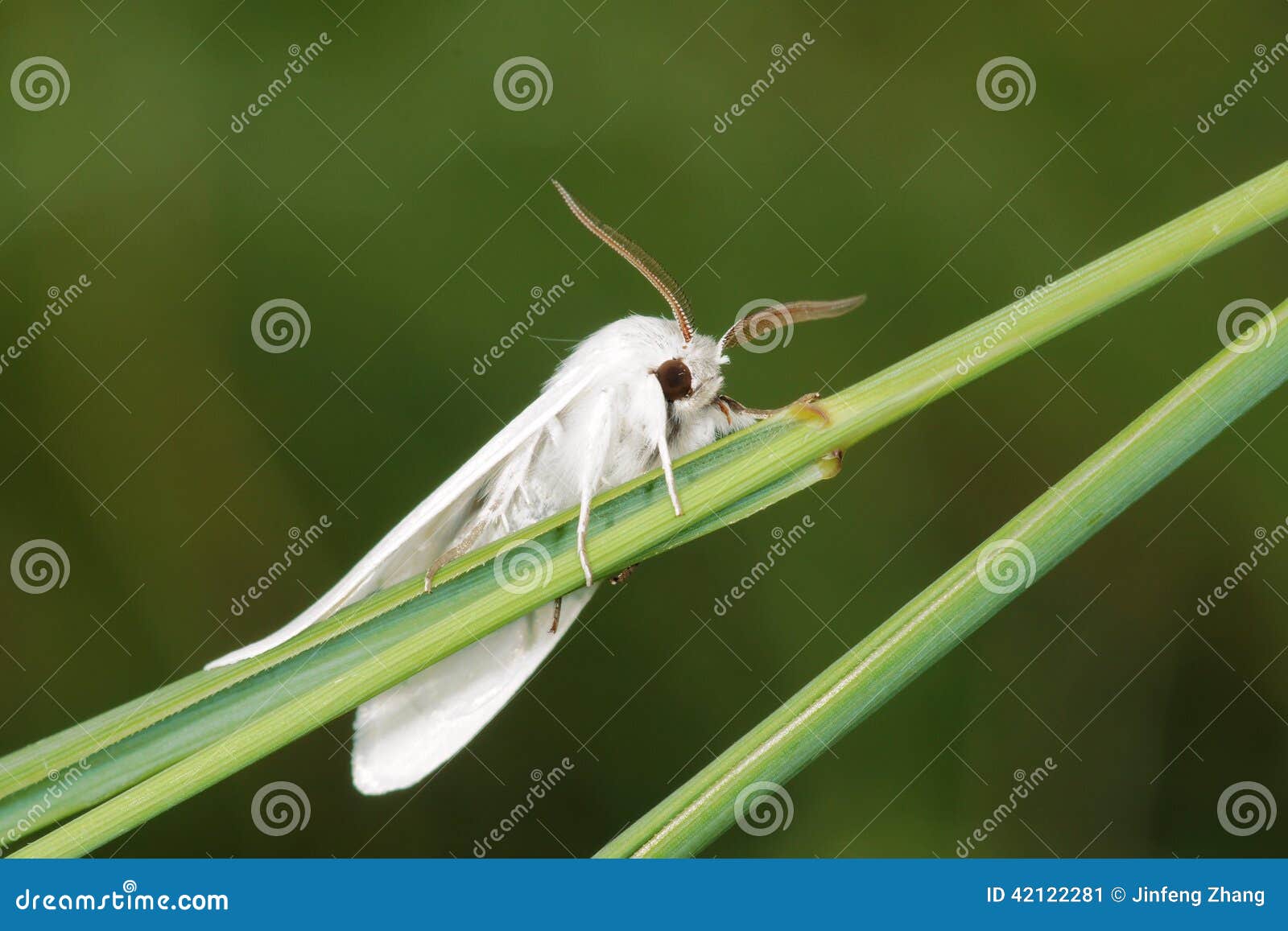 White Moth stock image. Image of closeup, fluff, bugs 42122281