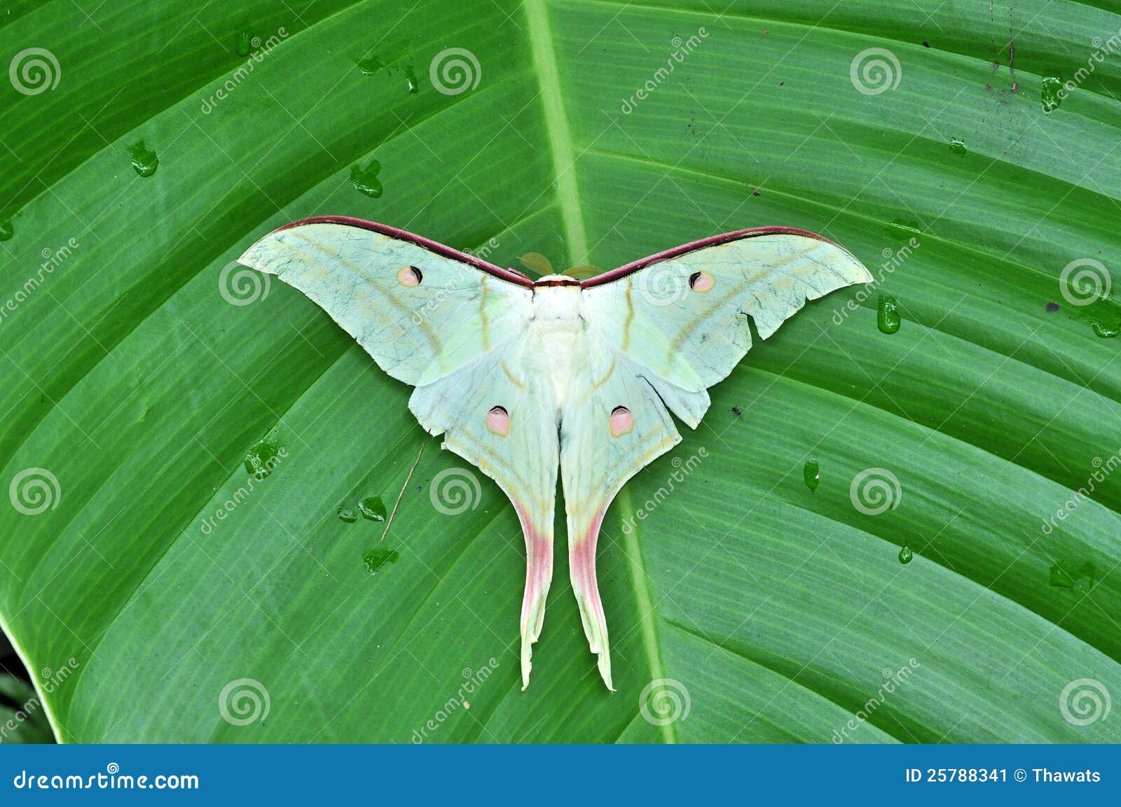 White Moth Butterfly stock image. Image of white, insect 25788341