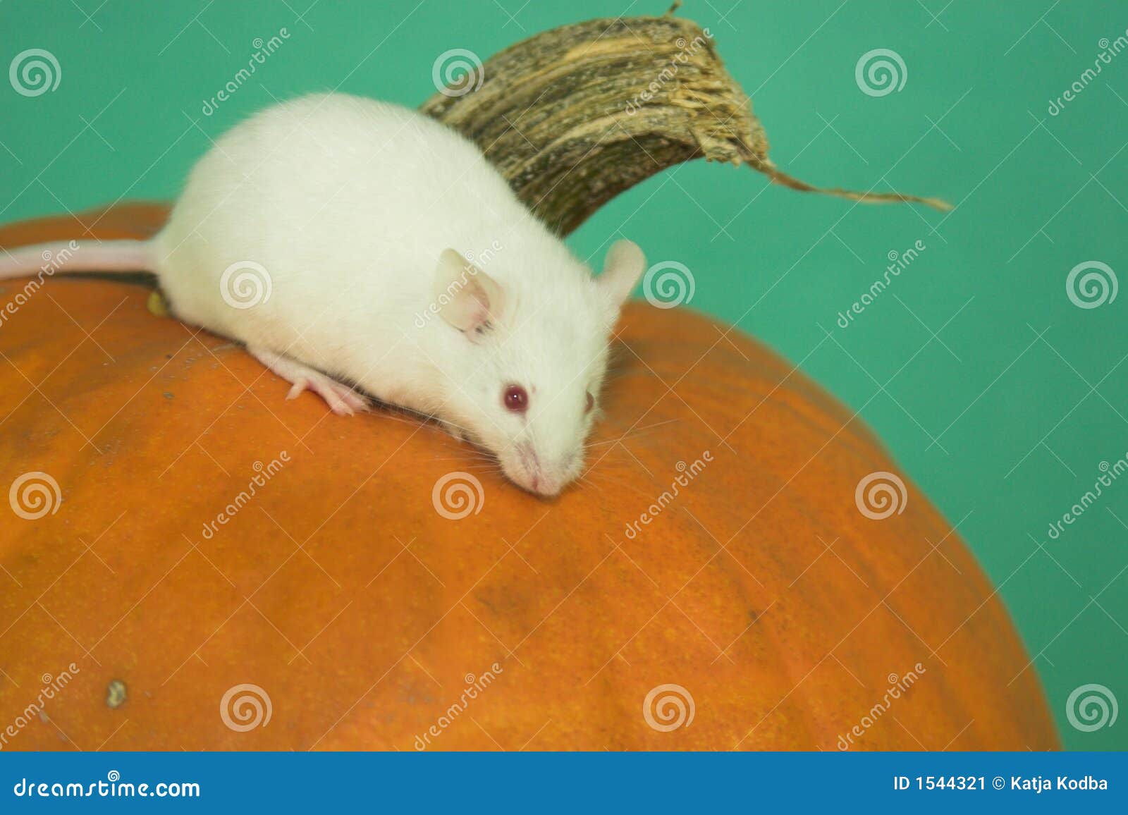 White Mouse RoyaltyFree Stock Photography 1544321