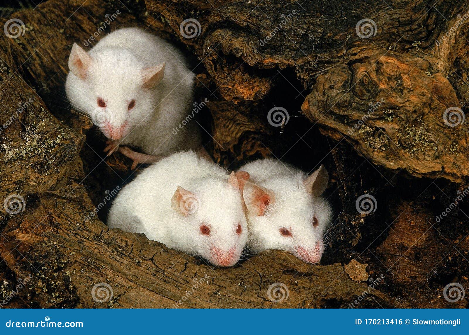 SOURIS BLANCHE stock photo. Image of group, domestic - 170213416