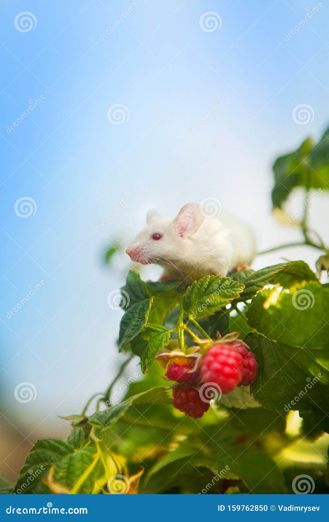 White Mouse Sitting on a Green Branch of Raspberry Stock Photo Image of animal, mice 159762850