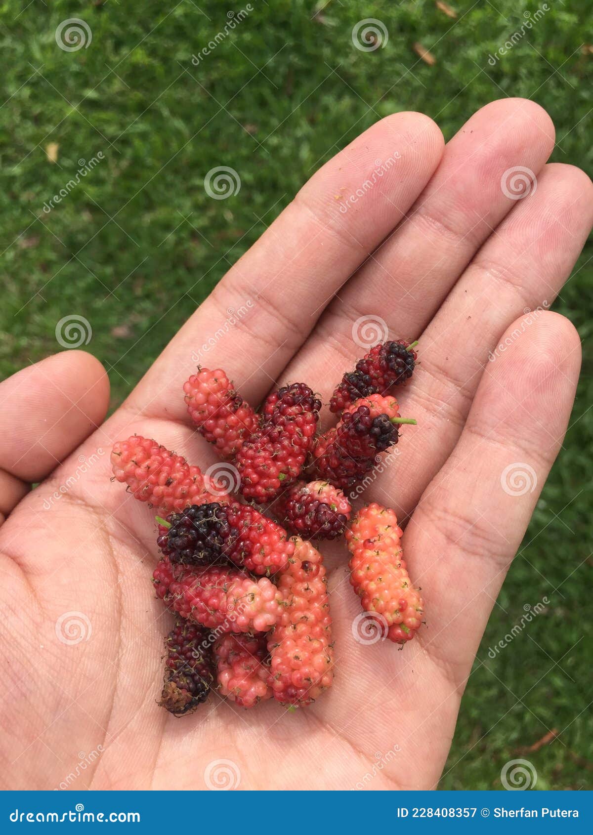 White Mulberry stock image. Image of backyard, berry 228408357