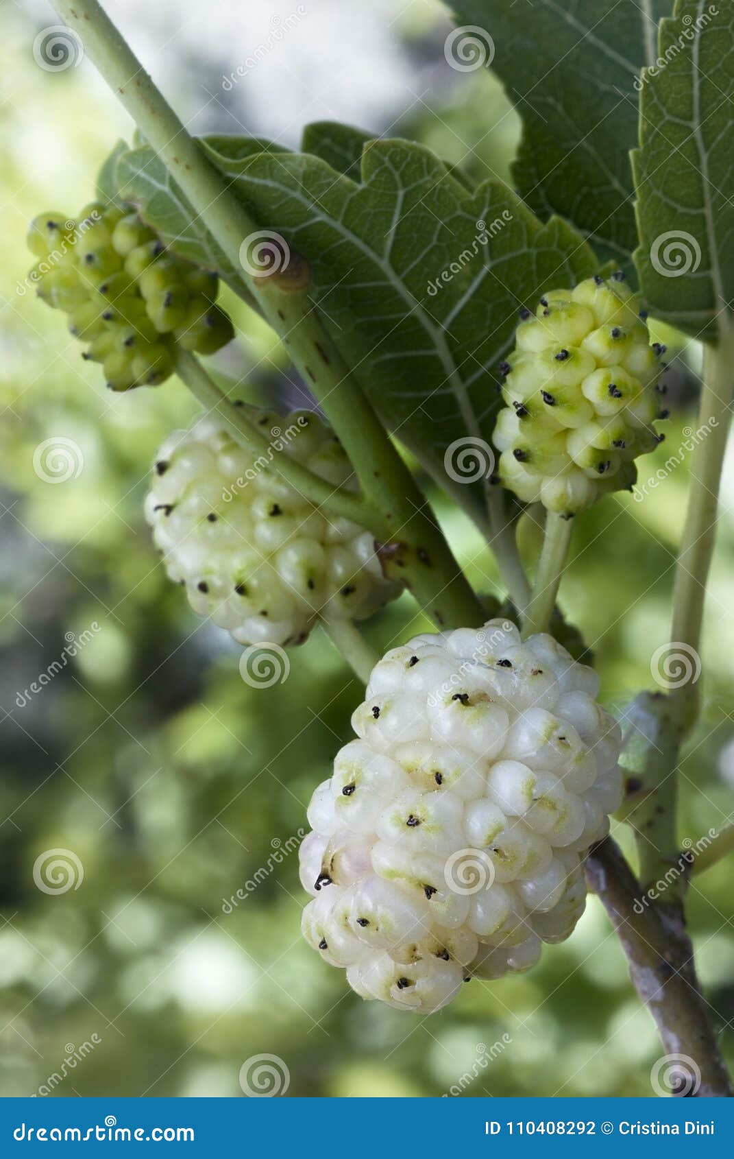 white mulberry morus alba. fruits