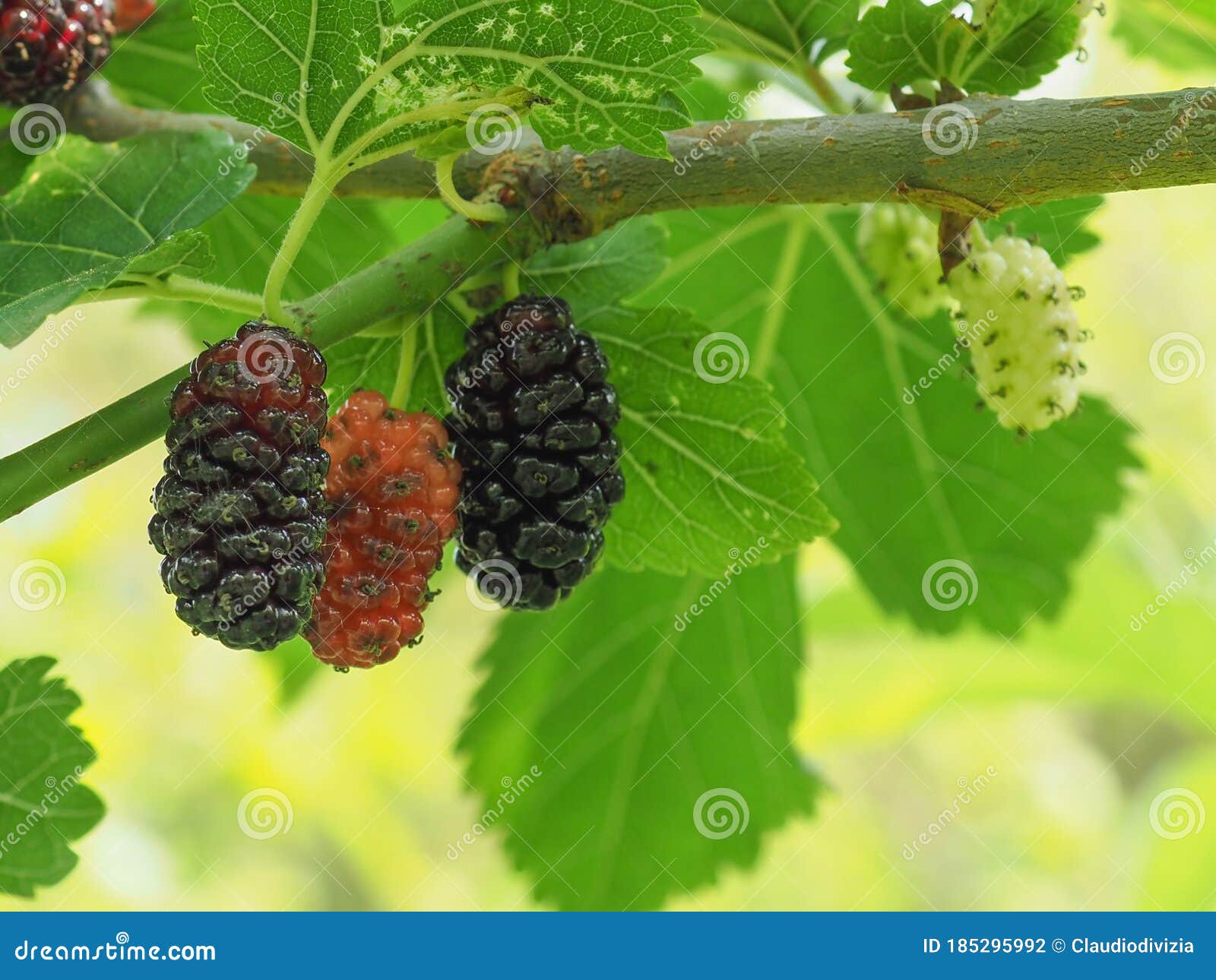 white mulberry tree (morus alba