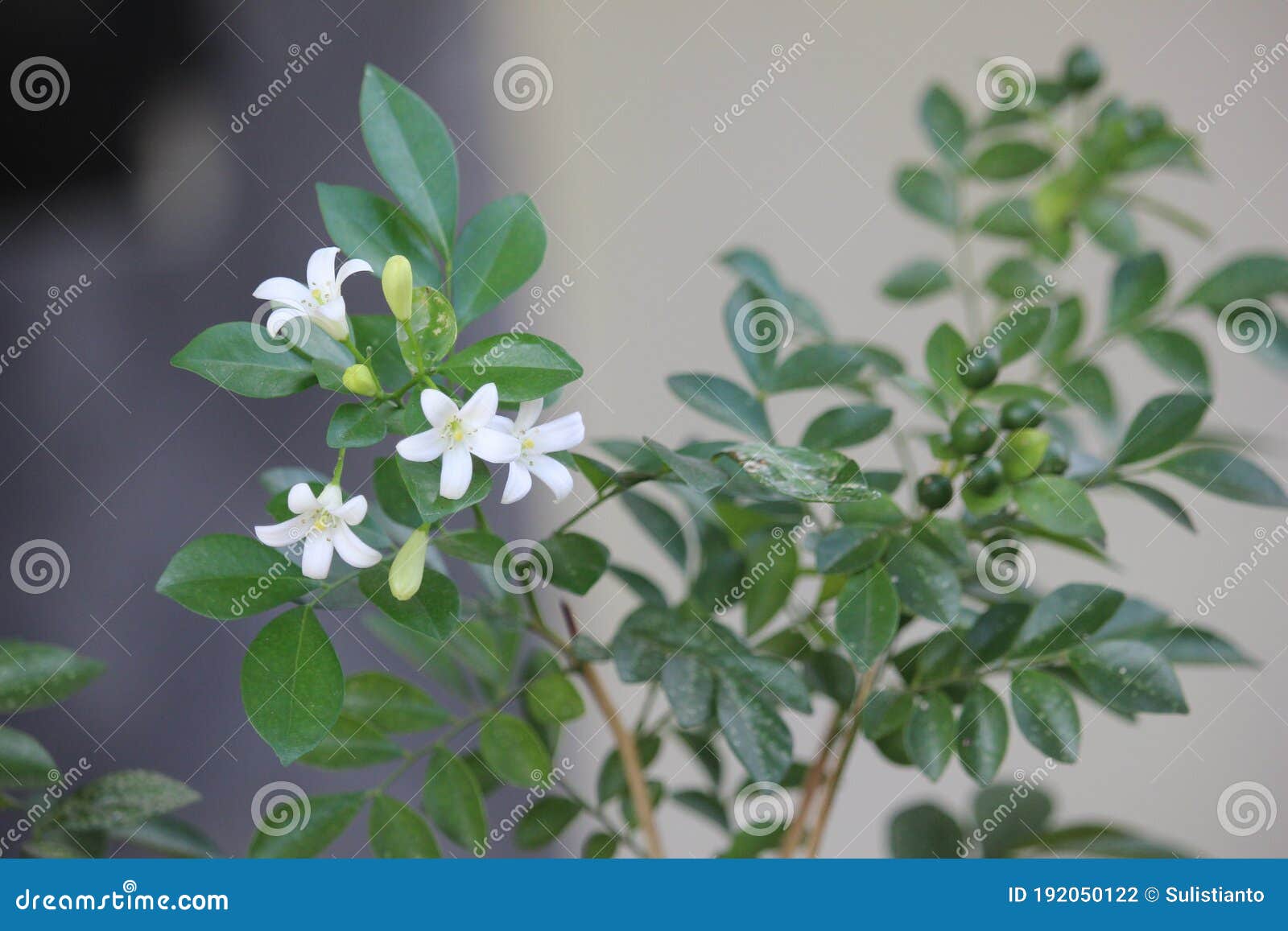 White Murraya Paniculata Flower Leaves In A National Park Stock Photo Image Of Branch Outdoor 192050122