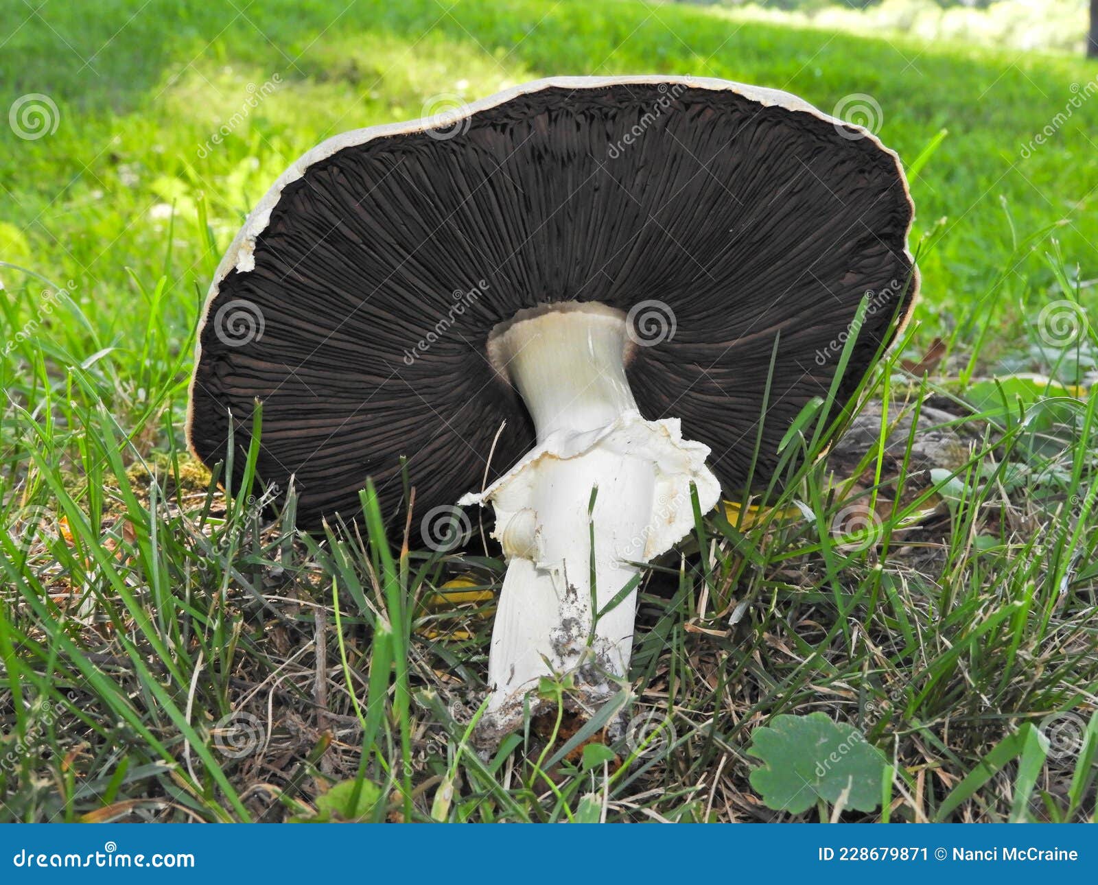 Large White Mushroom with Black Gills in NYS Stock Image Image of
