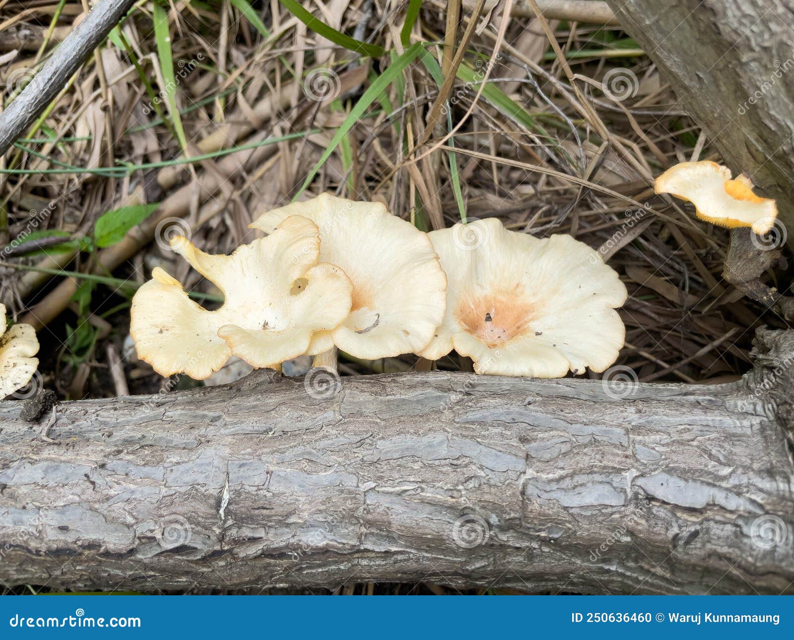 A White Mushroom Grows on the Log. Stock Photo Image of mushrooms