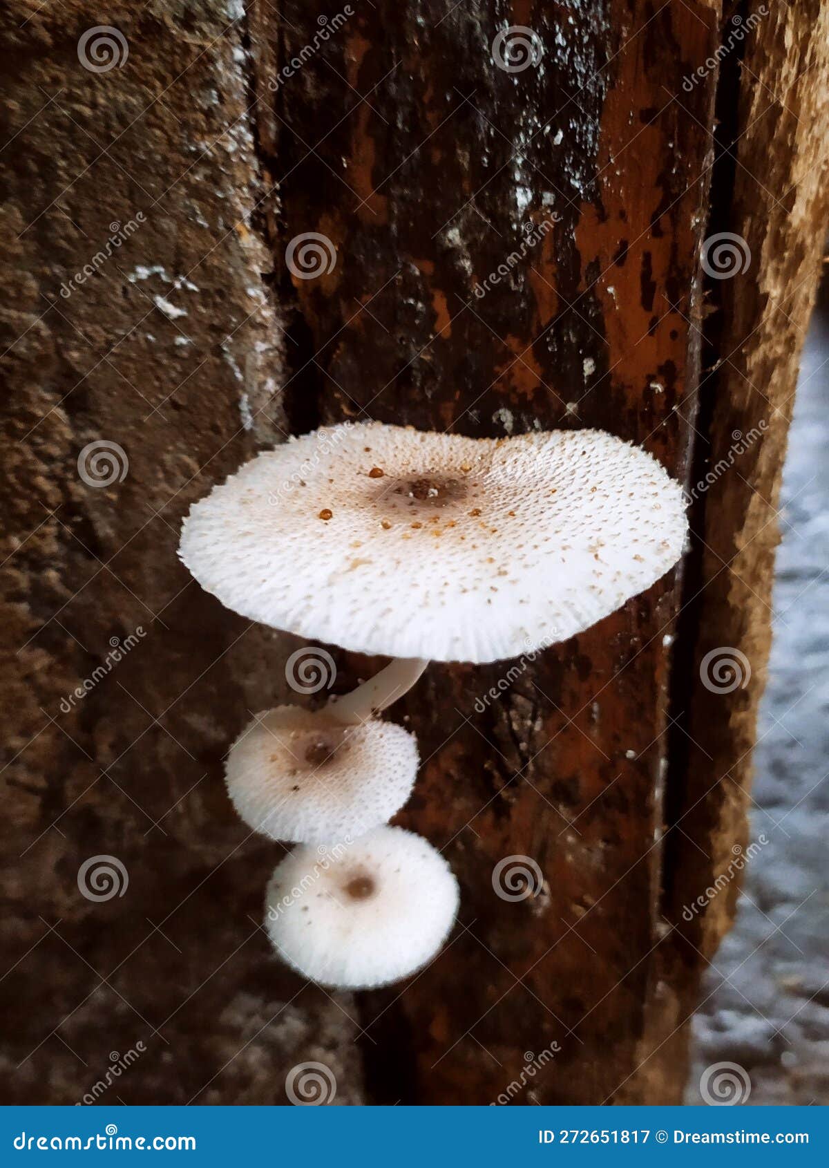 White Mushroom that Lives in Wood Stock Image Image of lives, mushroom 272651817