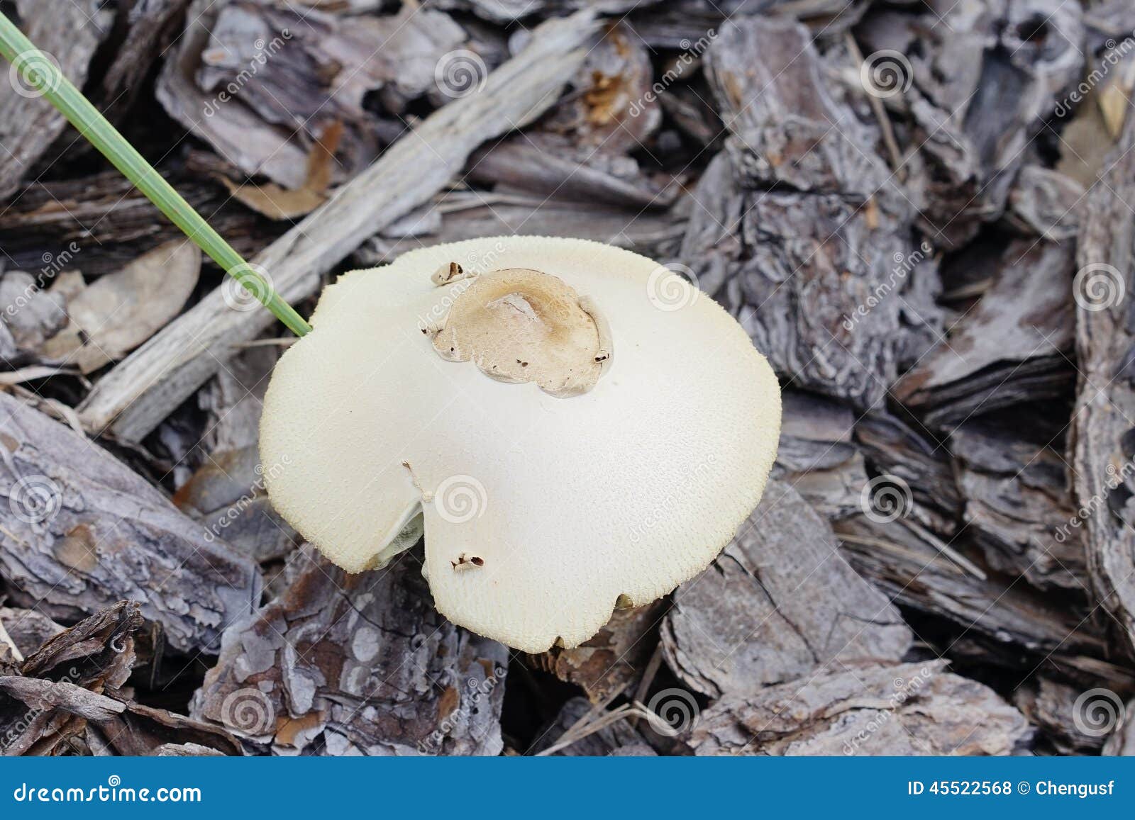 whitecap mushroom whitecap mushroom