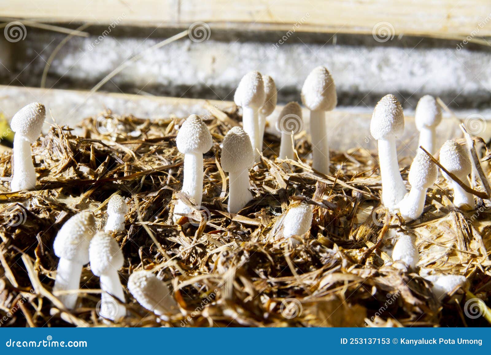 Rice-Straw Mushroom Production