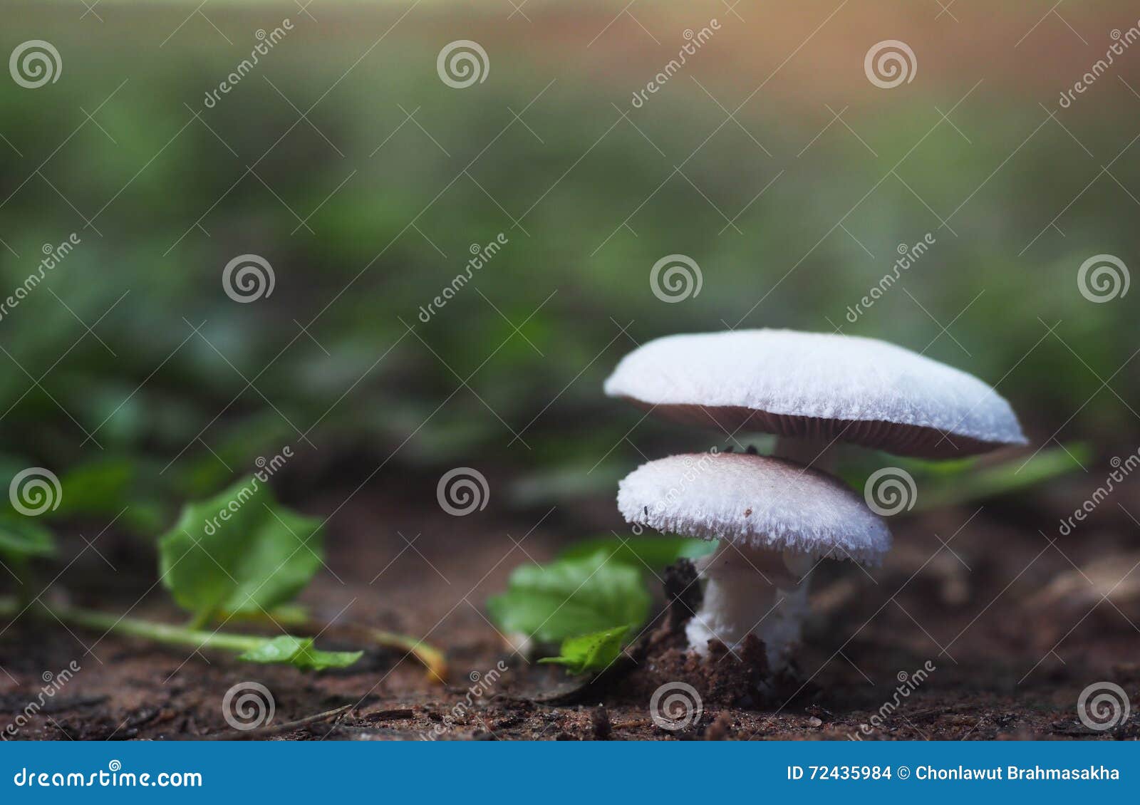 White Mushroom Stock Photo Image Of Grow Growing Health 72435984