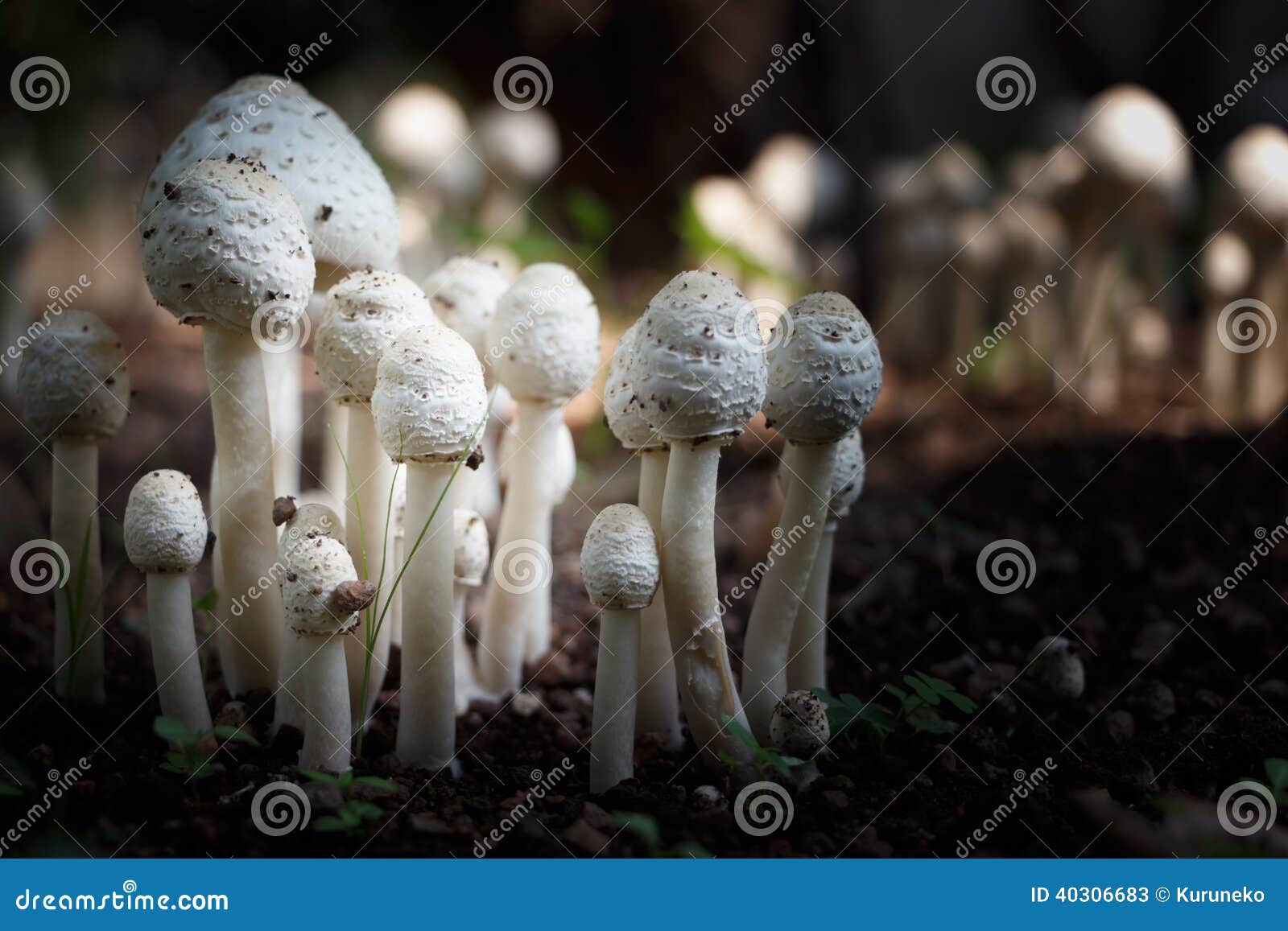 White mushrooms 2 stock image. Image of fertility, agriculture 40306683