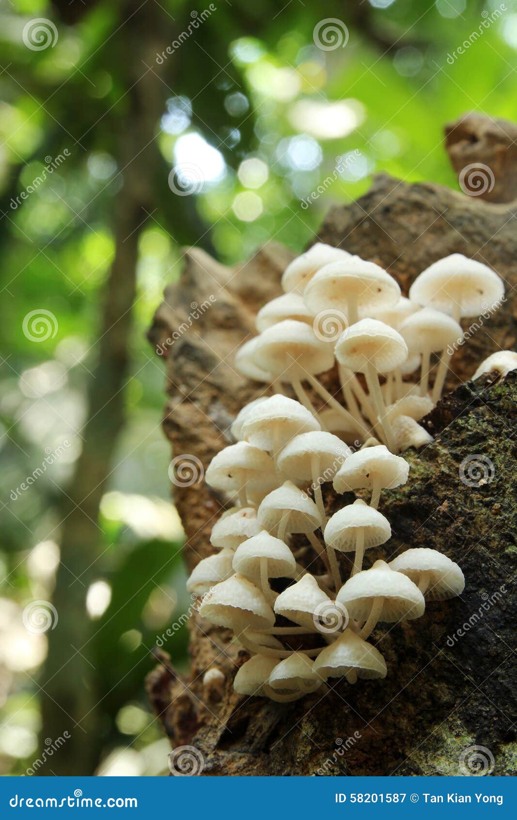 White Mushrooms Growing on Decaying Wood Stock Image Image of
