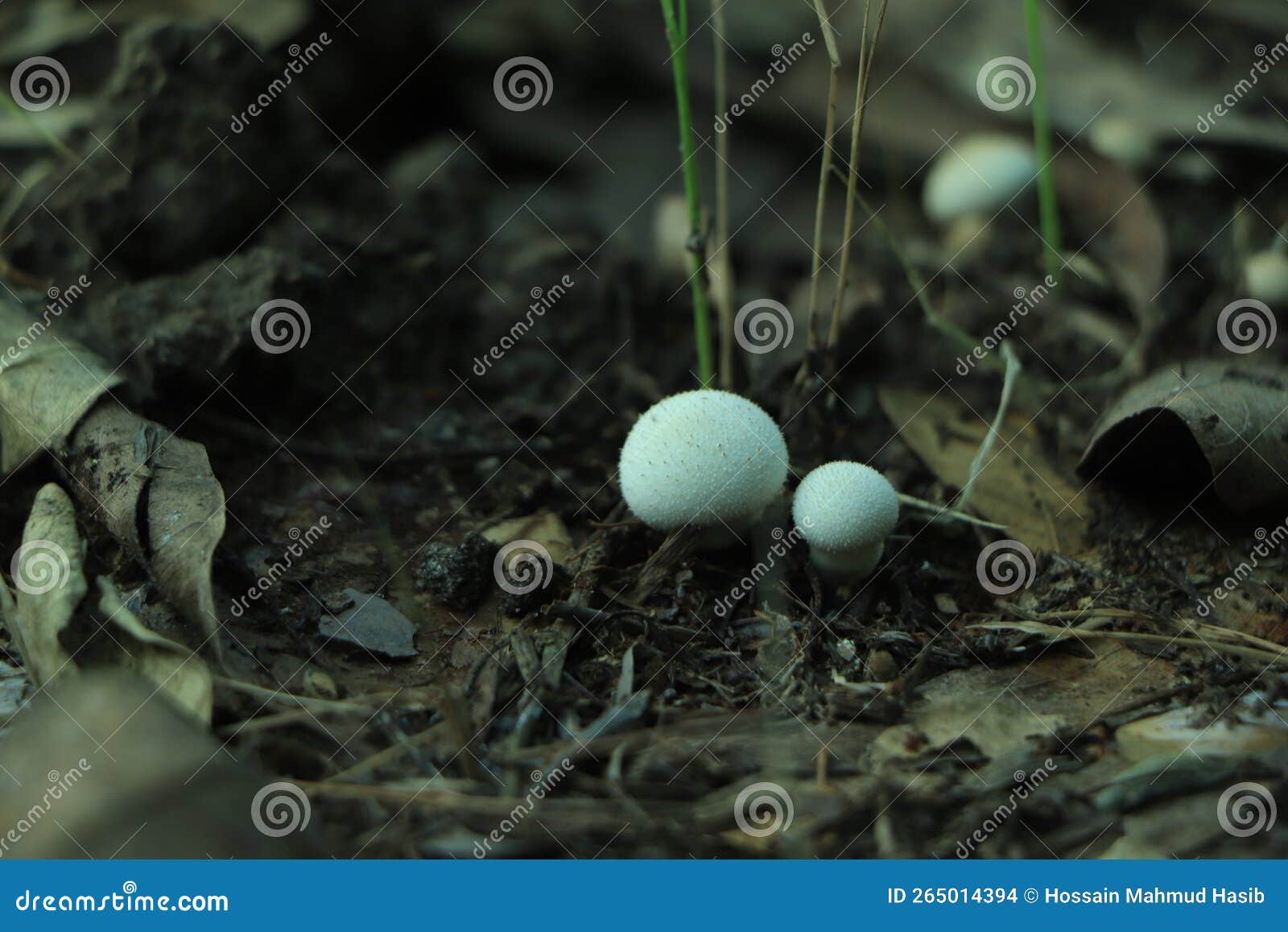 White Mushrooms Growing Over Black Soil. Isolated Over Black Background