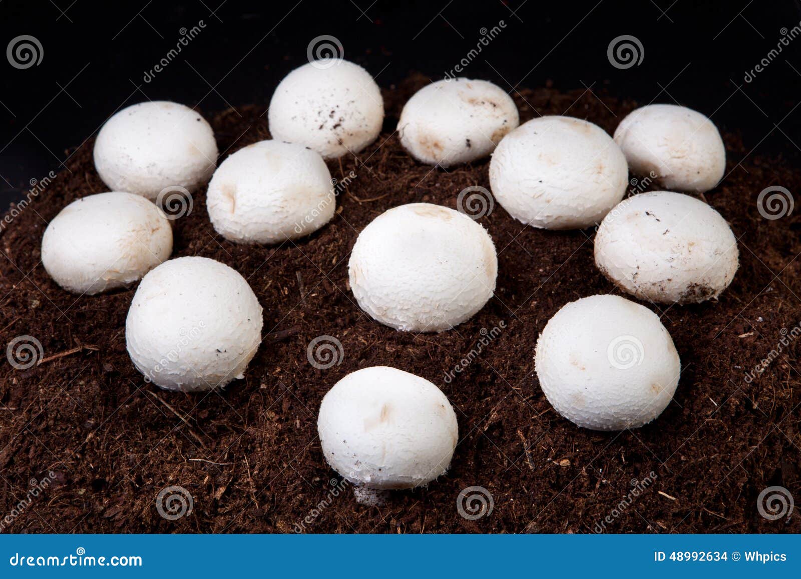 White mushrooms growing stock photo. Image of stem, ingredient 48992634