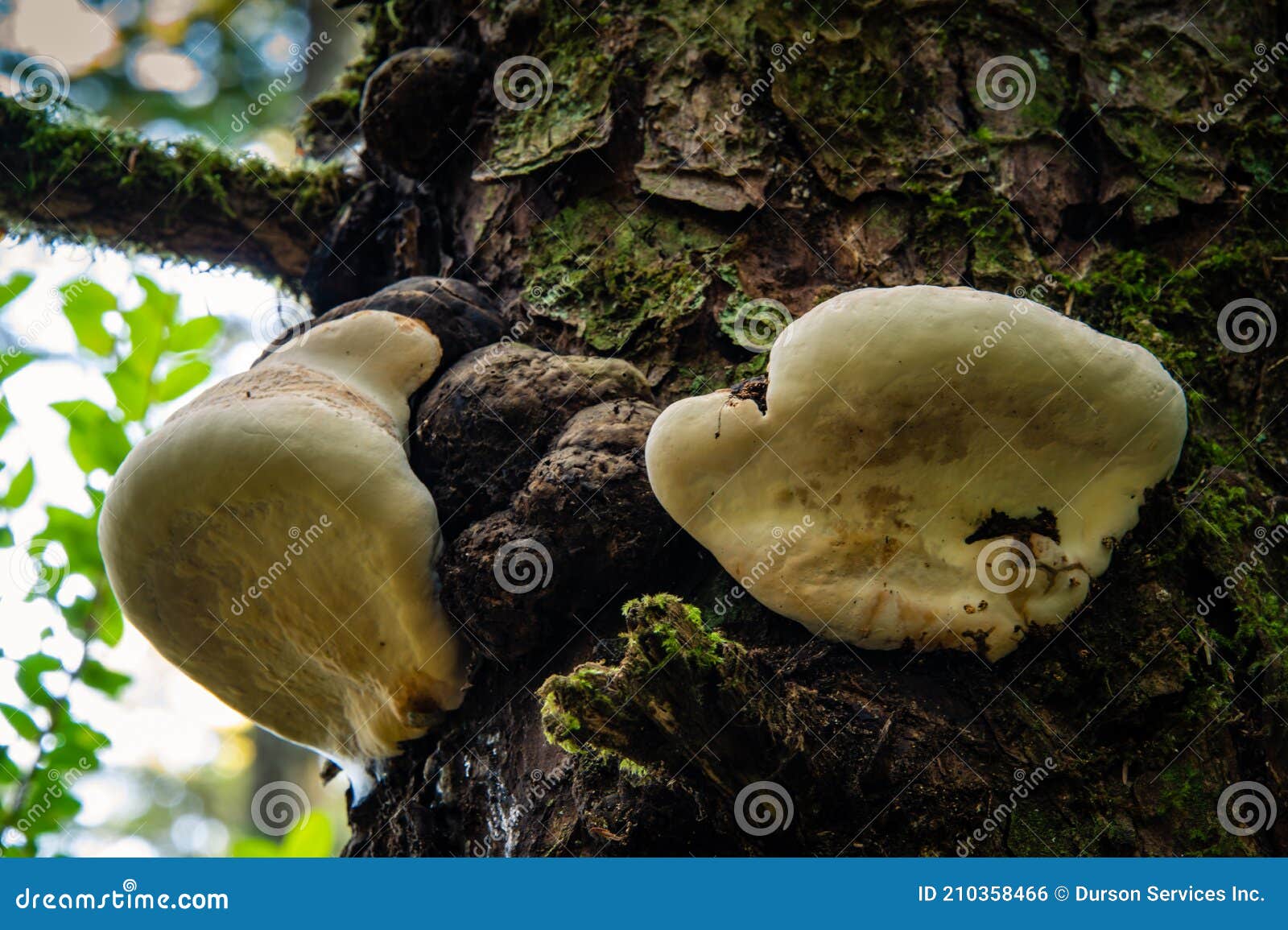 White Mushrooms Growing on Tree Stock Photo Image of flora, bright