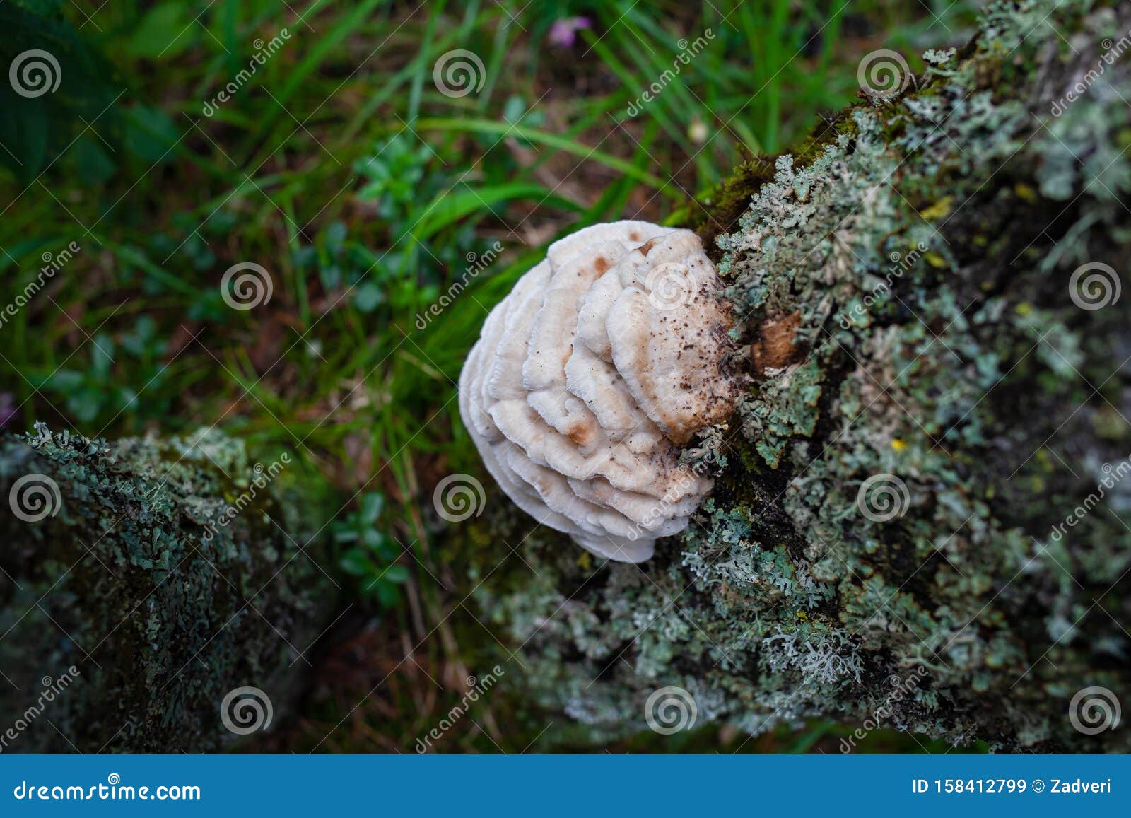 White Mushrooms Growing on a Tree in a Group Stock Image Image of moss, food 158412799
