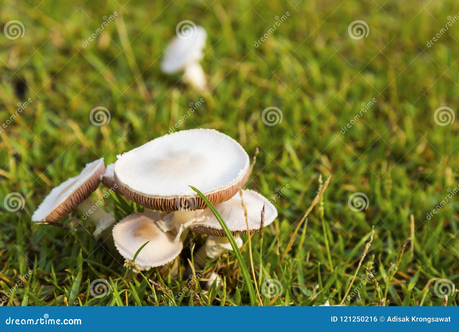 White Mushrooms in the Lawn Stock Photo Image of growing, early 121250216