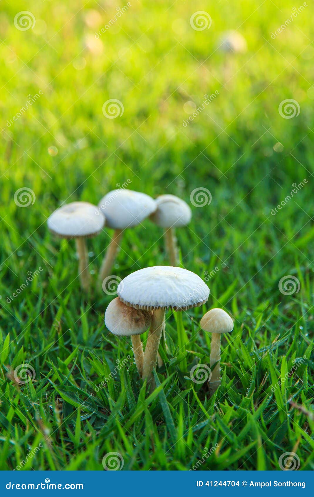 White Mushrooms on the Lawn Stock Photo Image of field, vegetarian