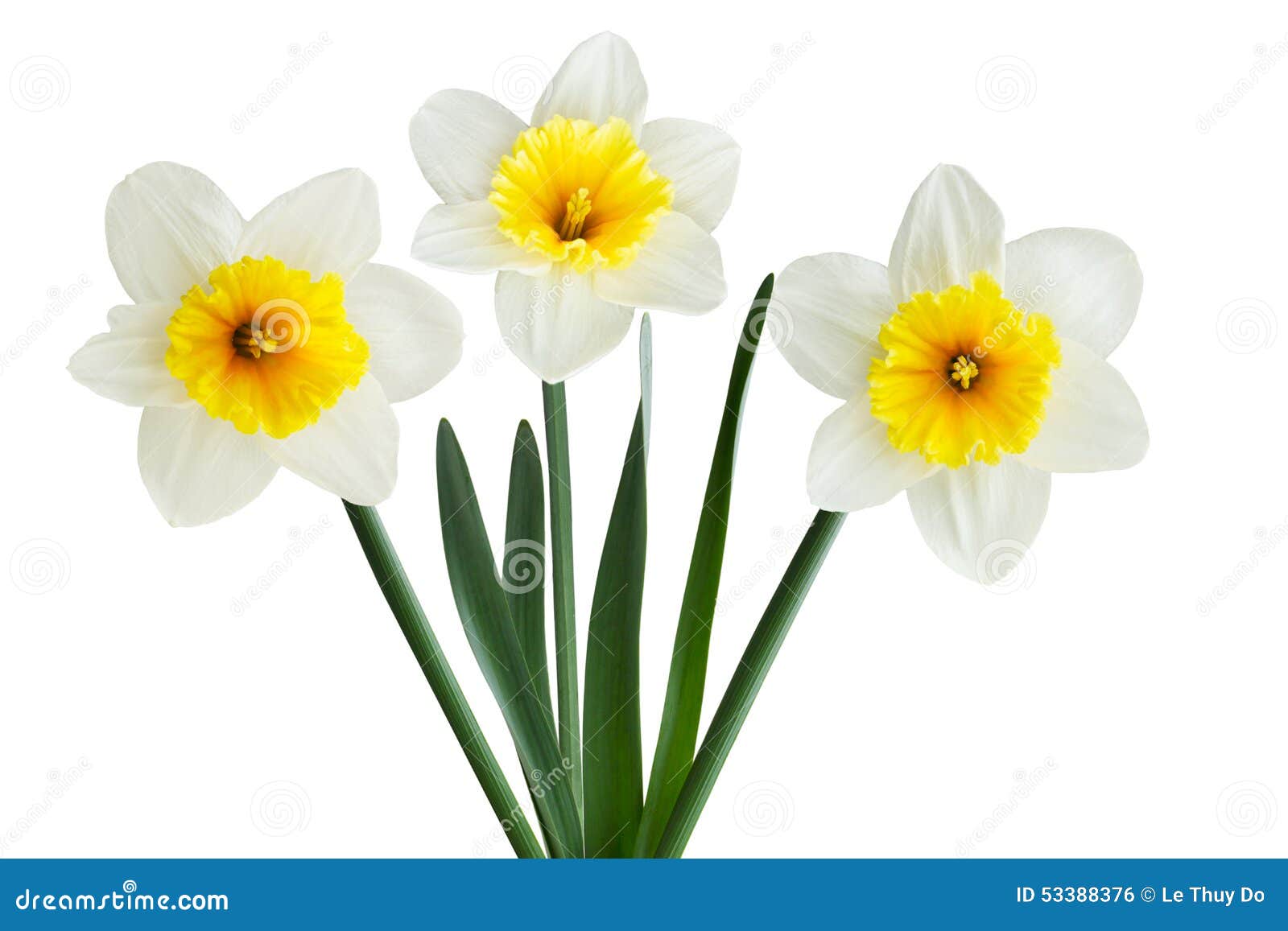 White Narcissus Flower Stock Photo  Image: 53388376