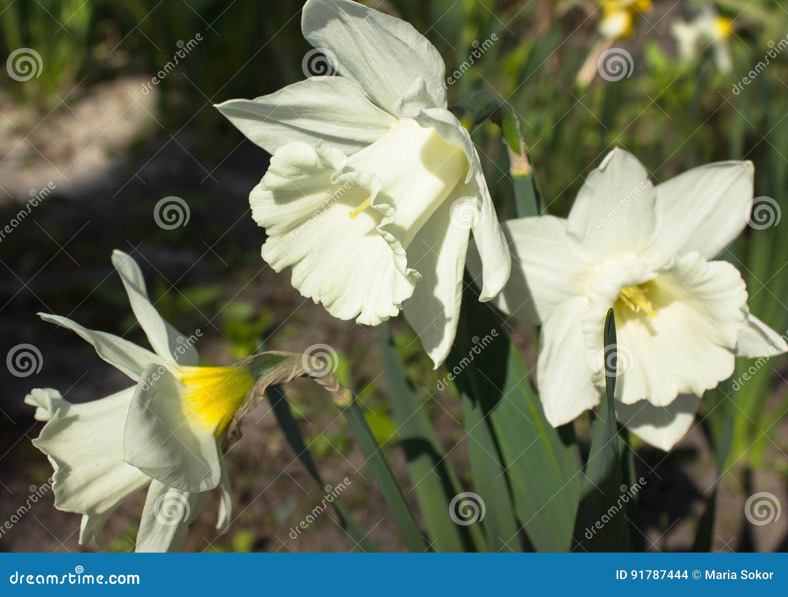 white narcissus saint patrick`s day flower showing stamens. bota