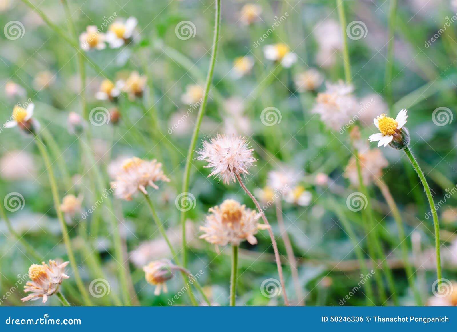 White Narrowleaf Zinnia or Classic Zinnia Flower Stock Photo - Image of ...