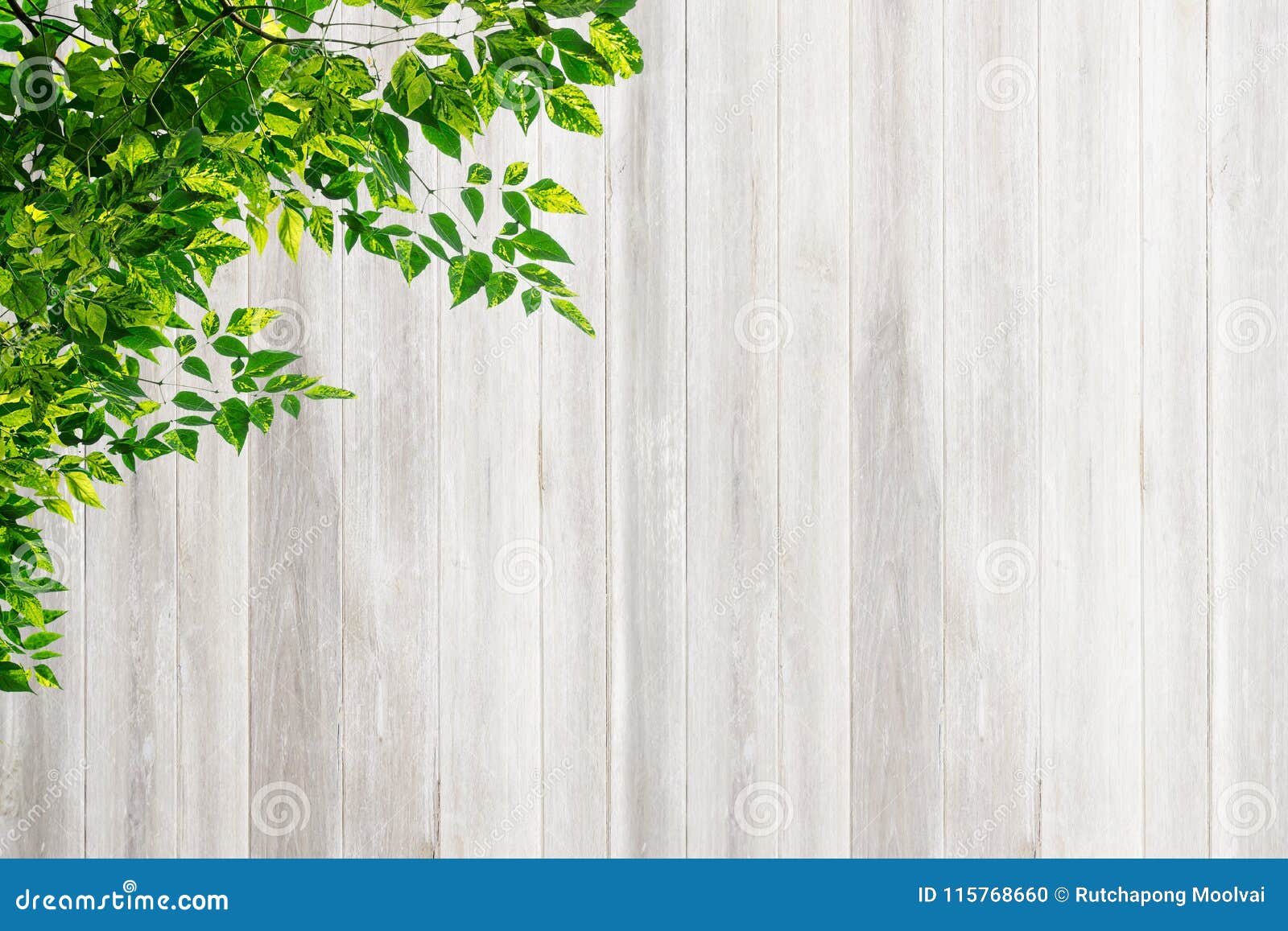 Bức tường gỗ tự nhiên trắng với lá là một mẫu thiết kế đang được ưa chuộng trong thi công nội thất hiện nay. Hình ảnh này không chỉ tạo nên vẻ đơn giản, thanh lịch mà còn mang đến cảm giác tự nhiên, gần gũi với thiên nhiên. Hãy bấm vào đây để xem toàn bộ hình ảnh và tận hưởng sự thanh khiết của tường gỗ trắng.