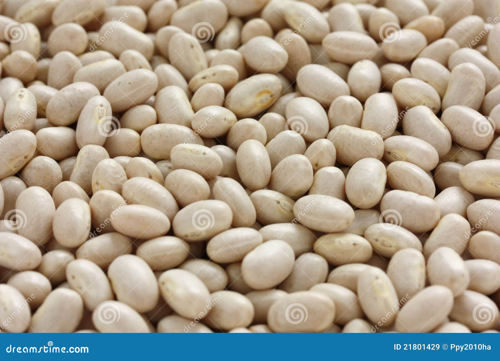 White navy bean stock image. Image of beans, bean, white 21801429