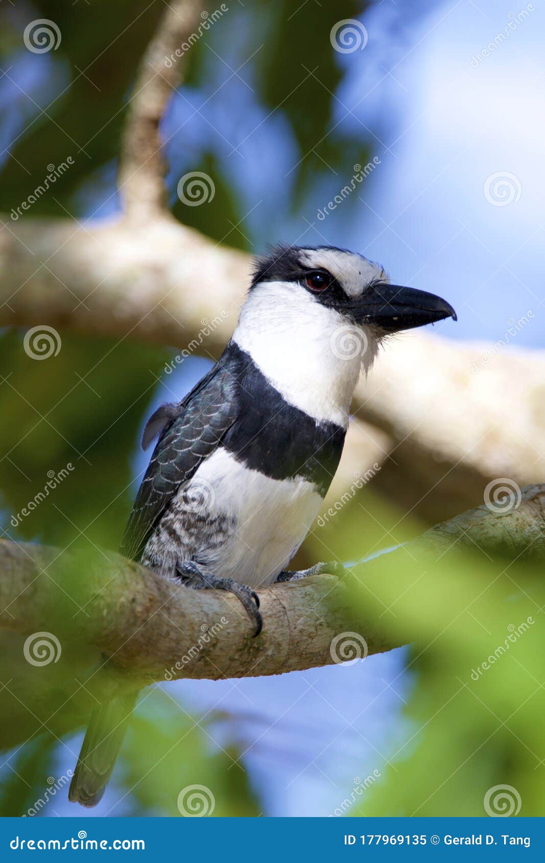 white-necked puffbird   841082