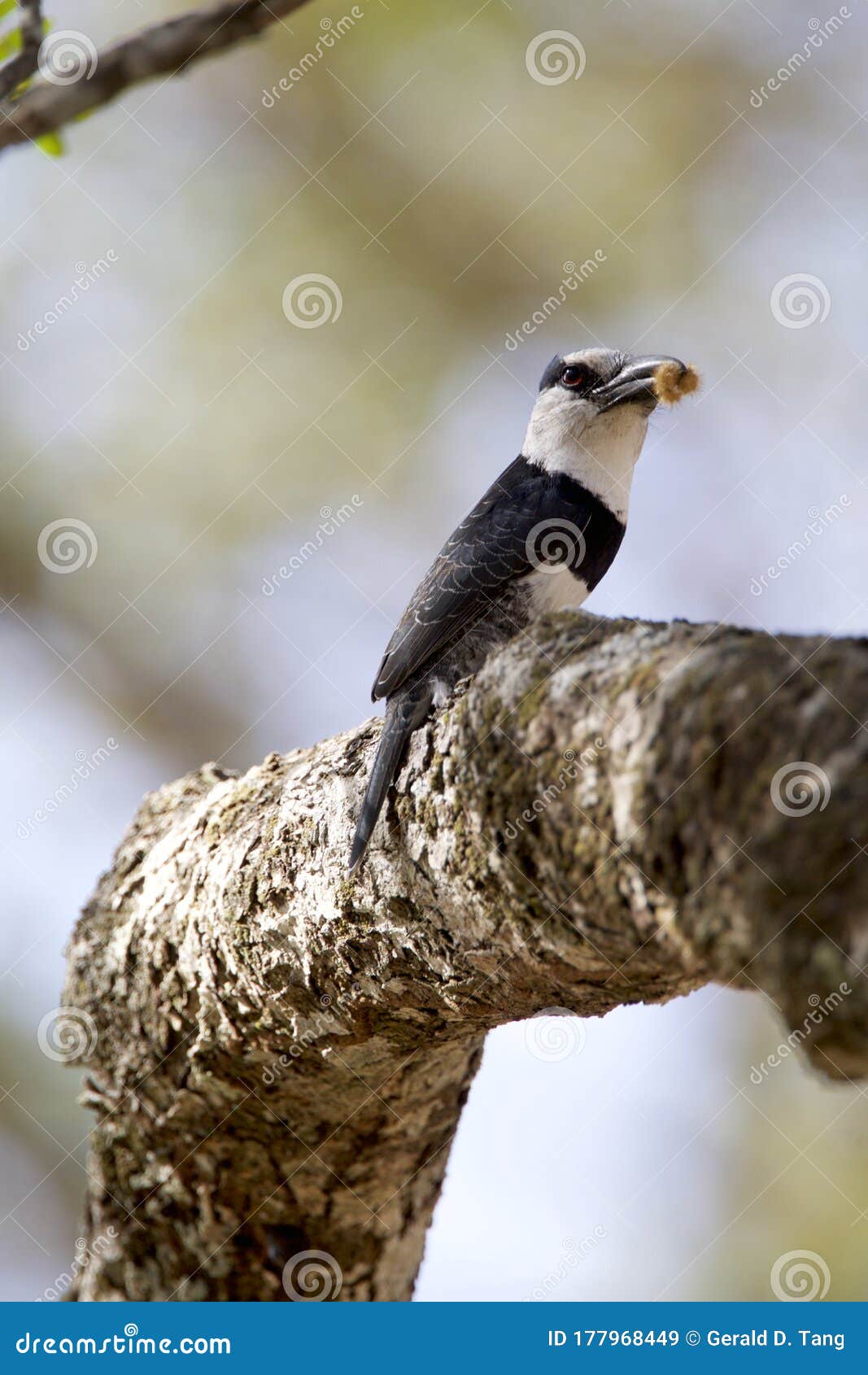 white-necked puffbird   841086