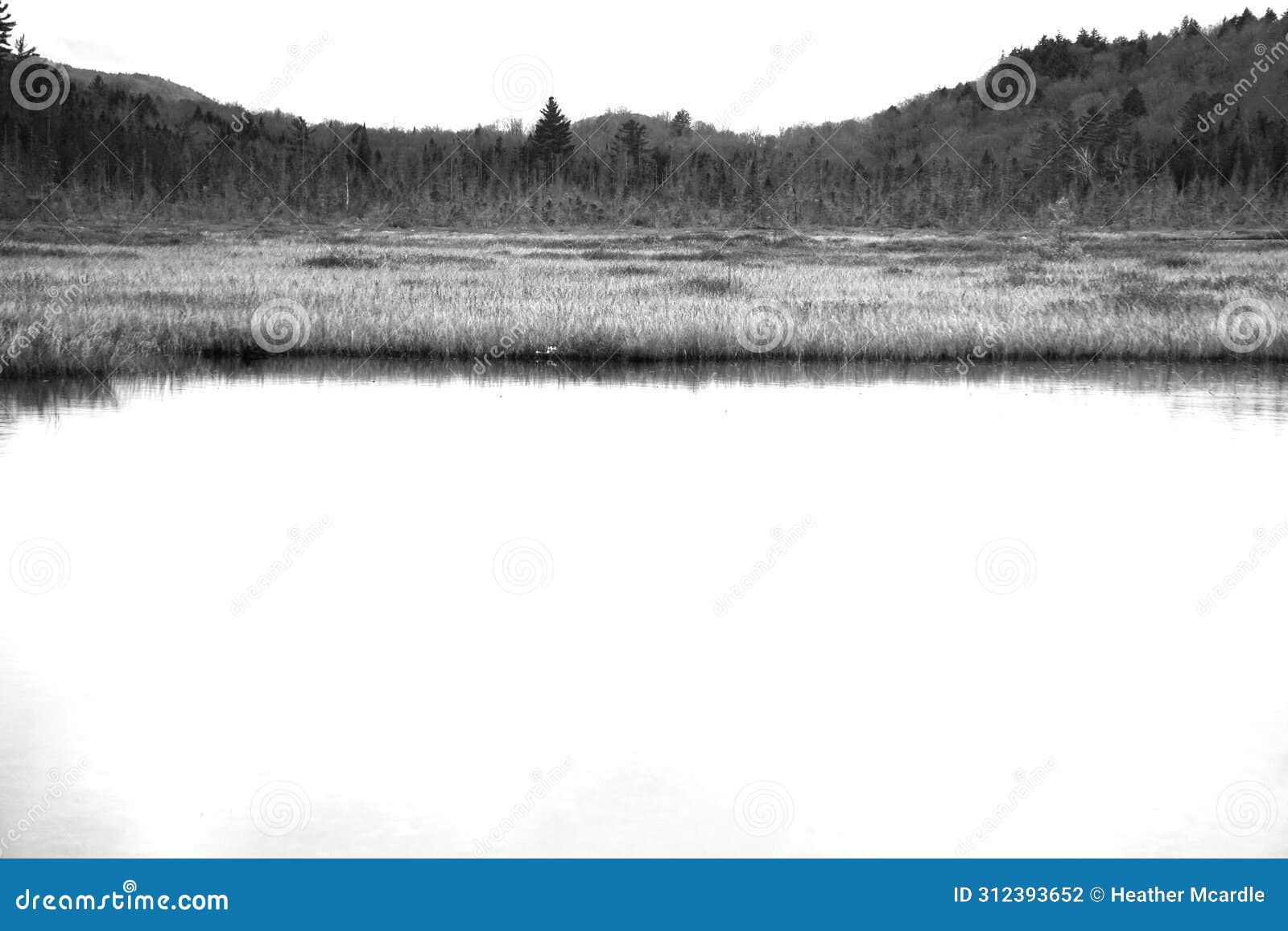 horizontal black and white swamp and marsh landscape