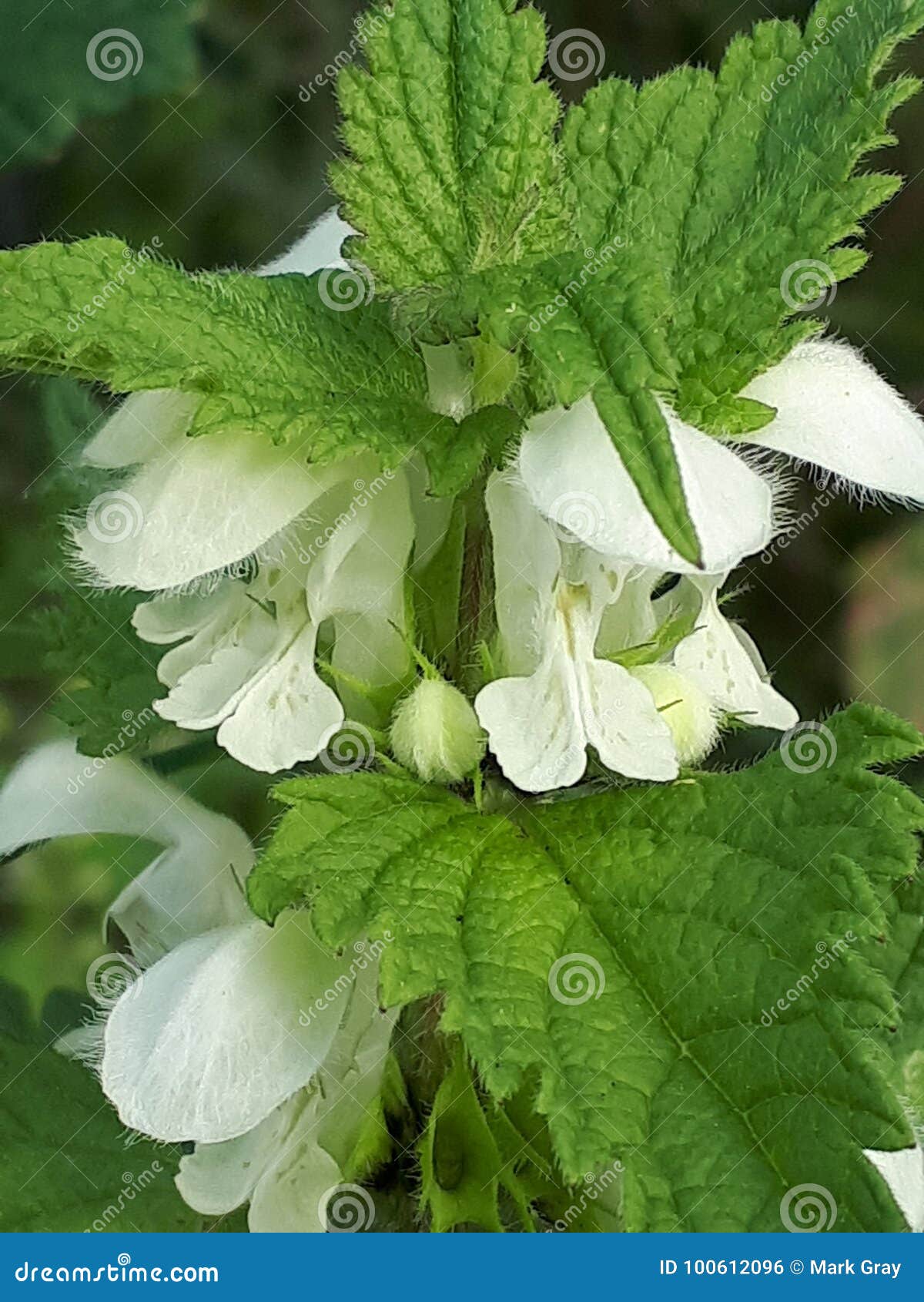 Nettle Flowers stock photo. Image of flowers, sting 100612096
