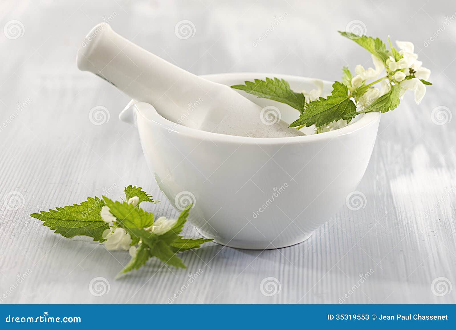 White Nettleplant Medicinal Stock Image Image of isolated