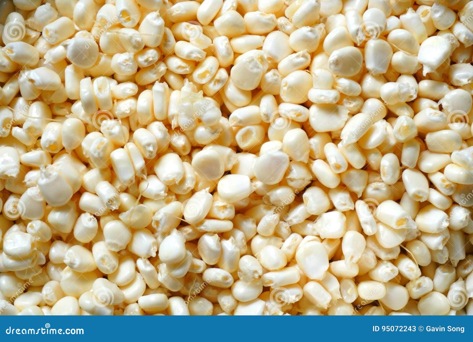 White Niblets Background / White Corn Grains Background Stock Image
