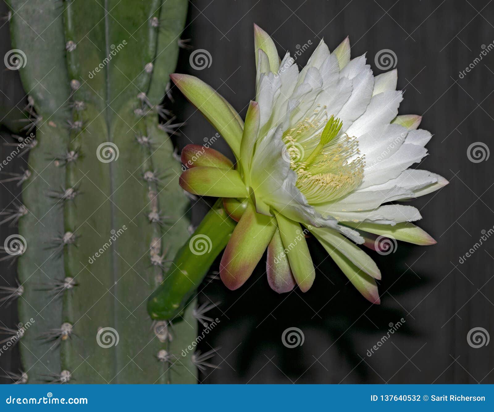 White Night Blooming Cereus Cactus Flower and Plant Stock Photo - Image of  botany, closeup: 137640532