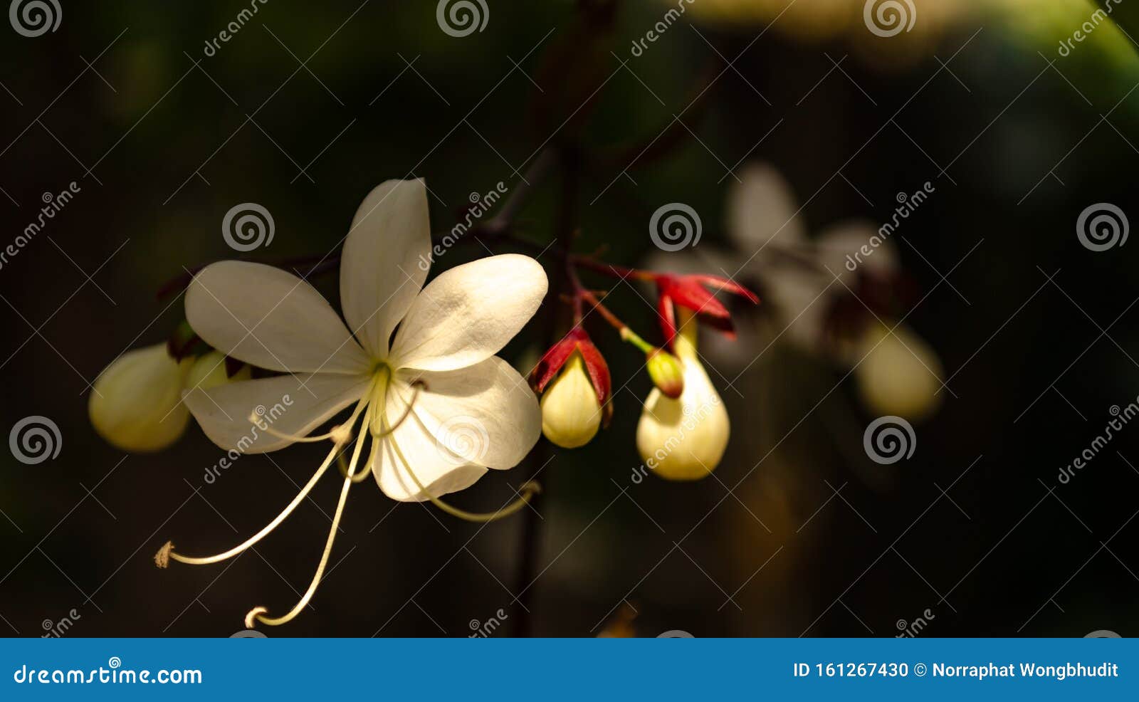 white nodding clerodendron