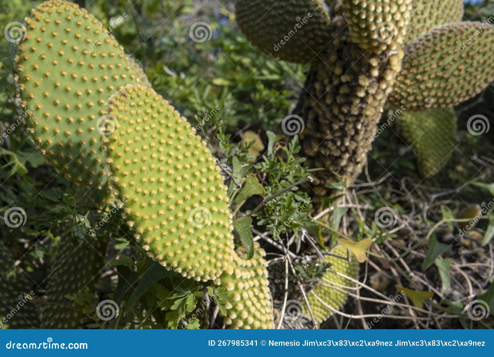 A White Nopal Cactus, Opuntia Leucotricha Stock Image Image of nature