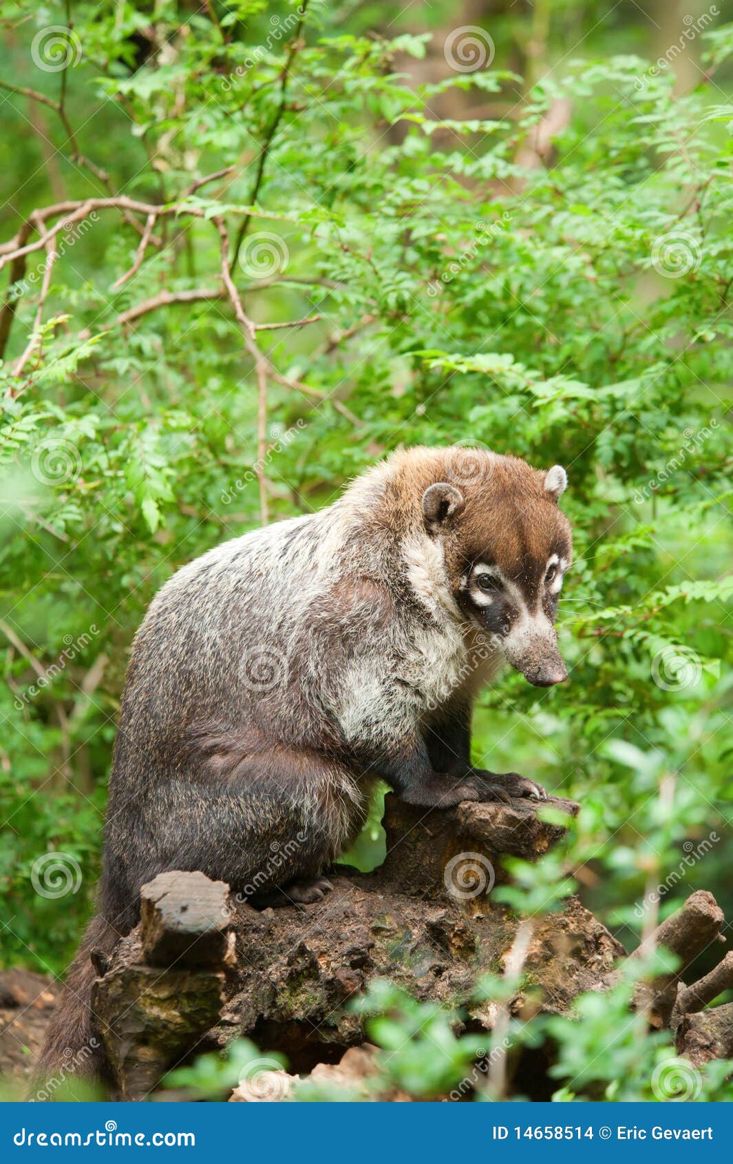 Whitenosed Coati, Nasua Narica, On The Tree In National Park Manuel