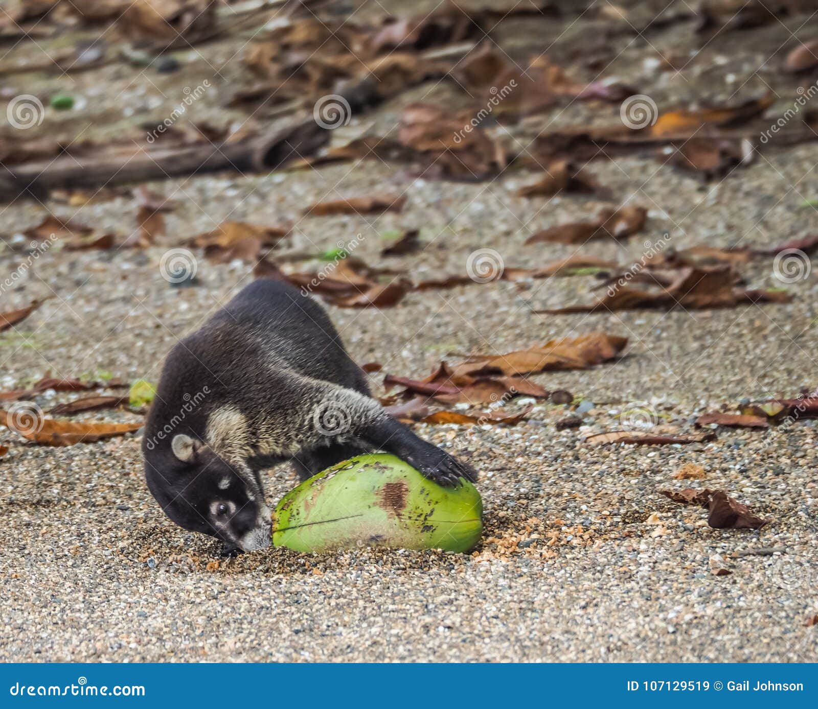white-nosed coati drinking from a coconut drake bay views around costa rica