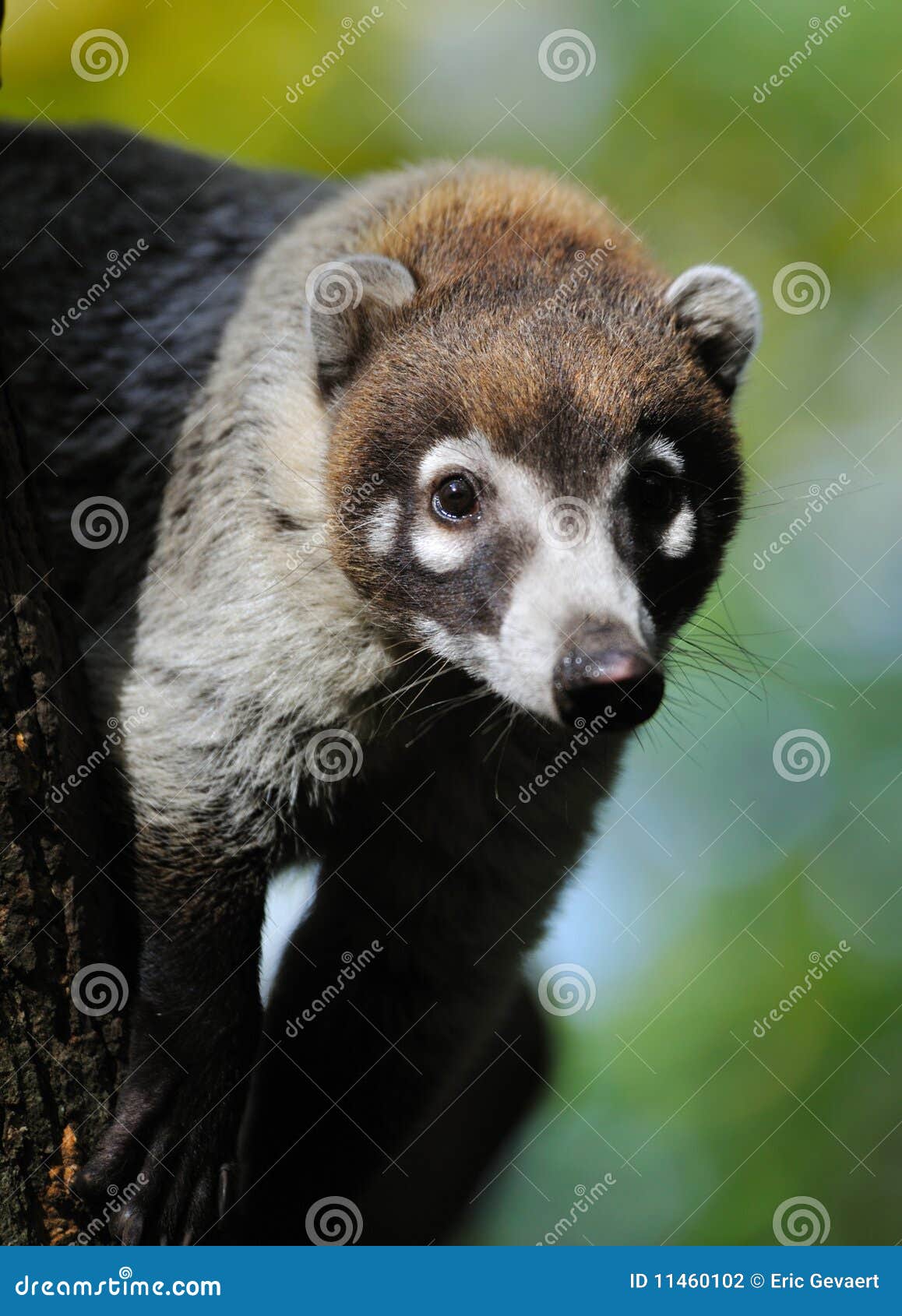 Whitenosed Coati, Nasua Narica, On The Tree In National Park Manuel
