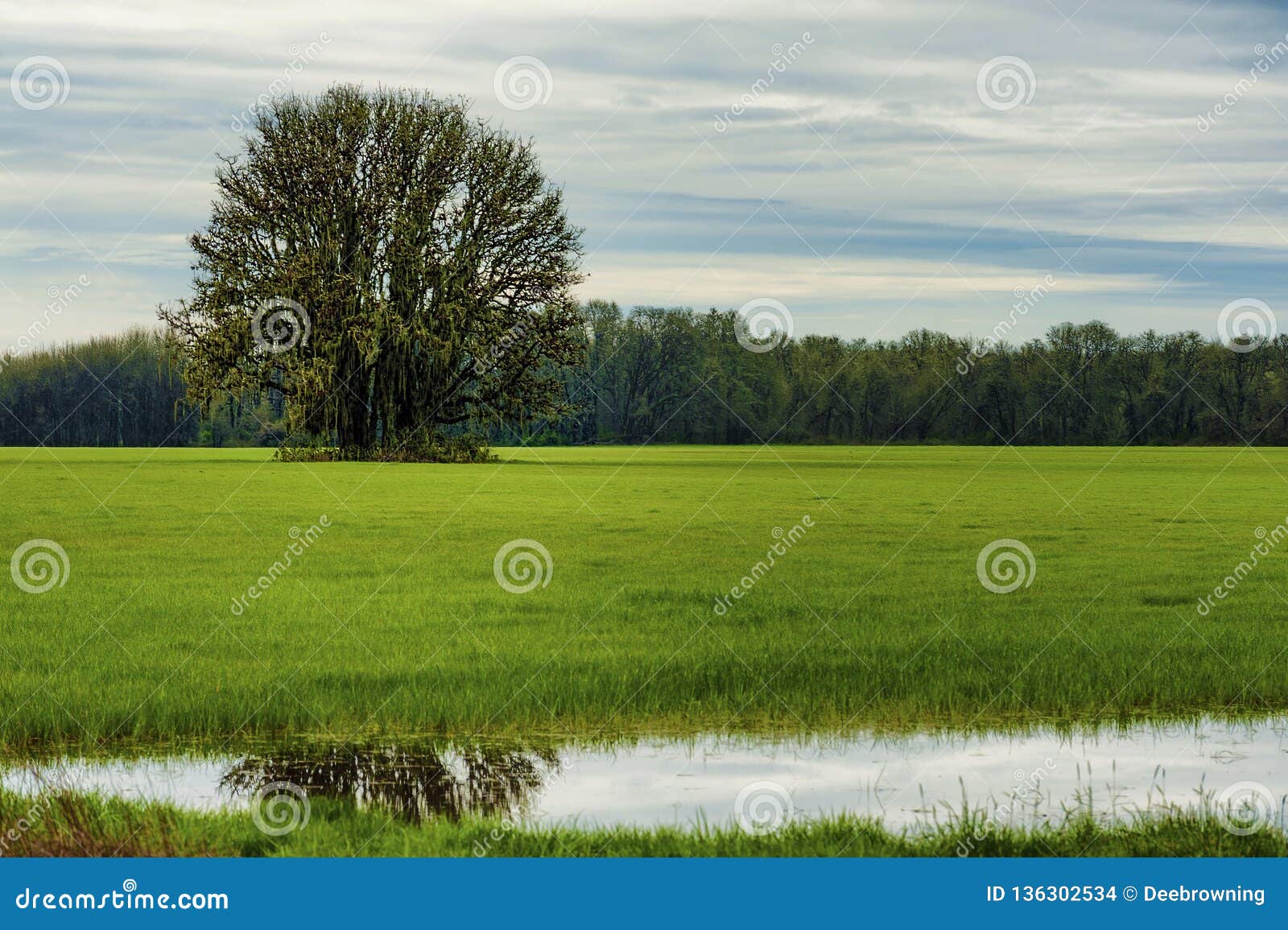 the tree who stands alone the tree who stands alone