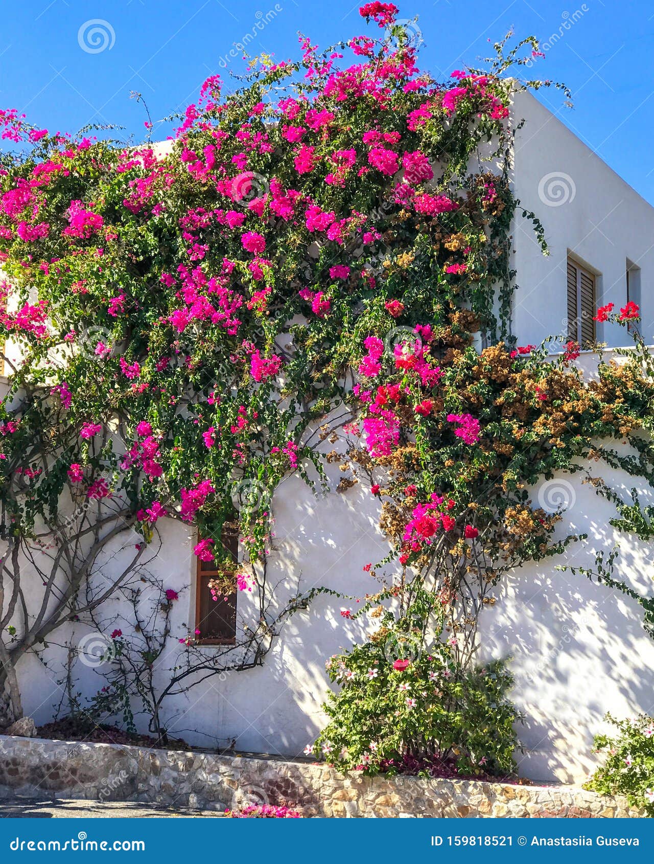 White Old Building Entwined Purple Flowers Bougainvillea in Santorini ...