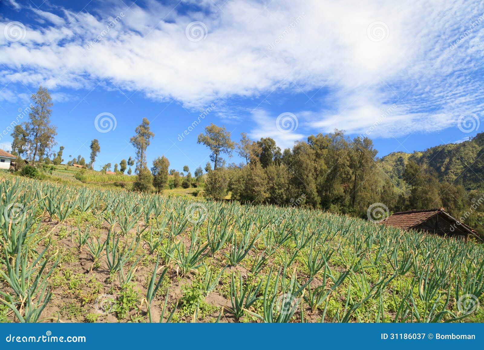 White Onion Farm in the Mountain Stock Image Image of grass, healthy