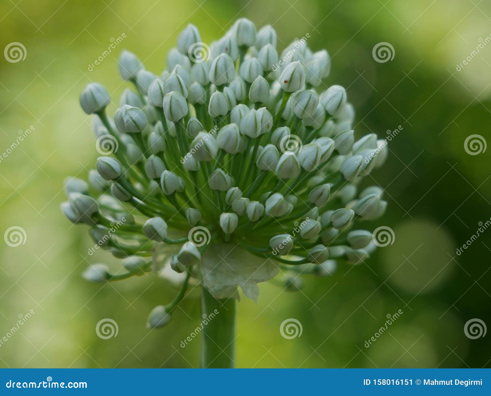 White onion flower stock image. Image of carpels, budding 158016151