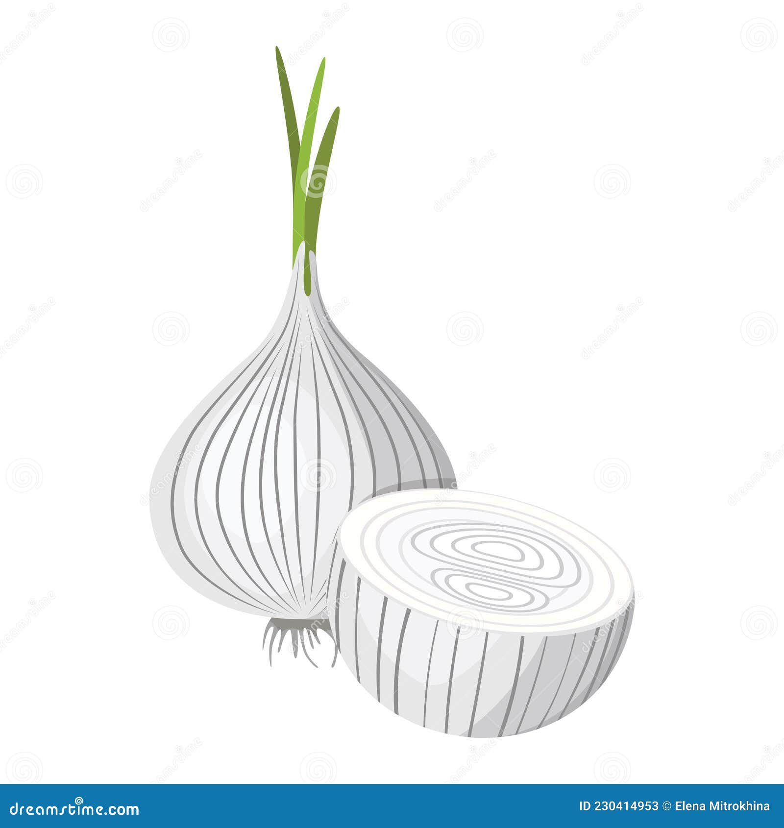 White Onion. a Sprouted Onion and an Onion Cut in Half Stock Vector