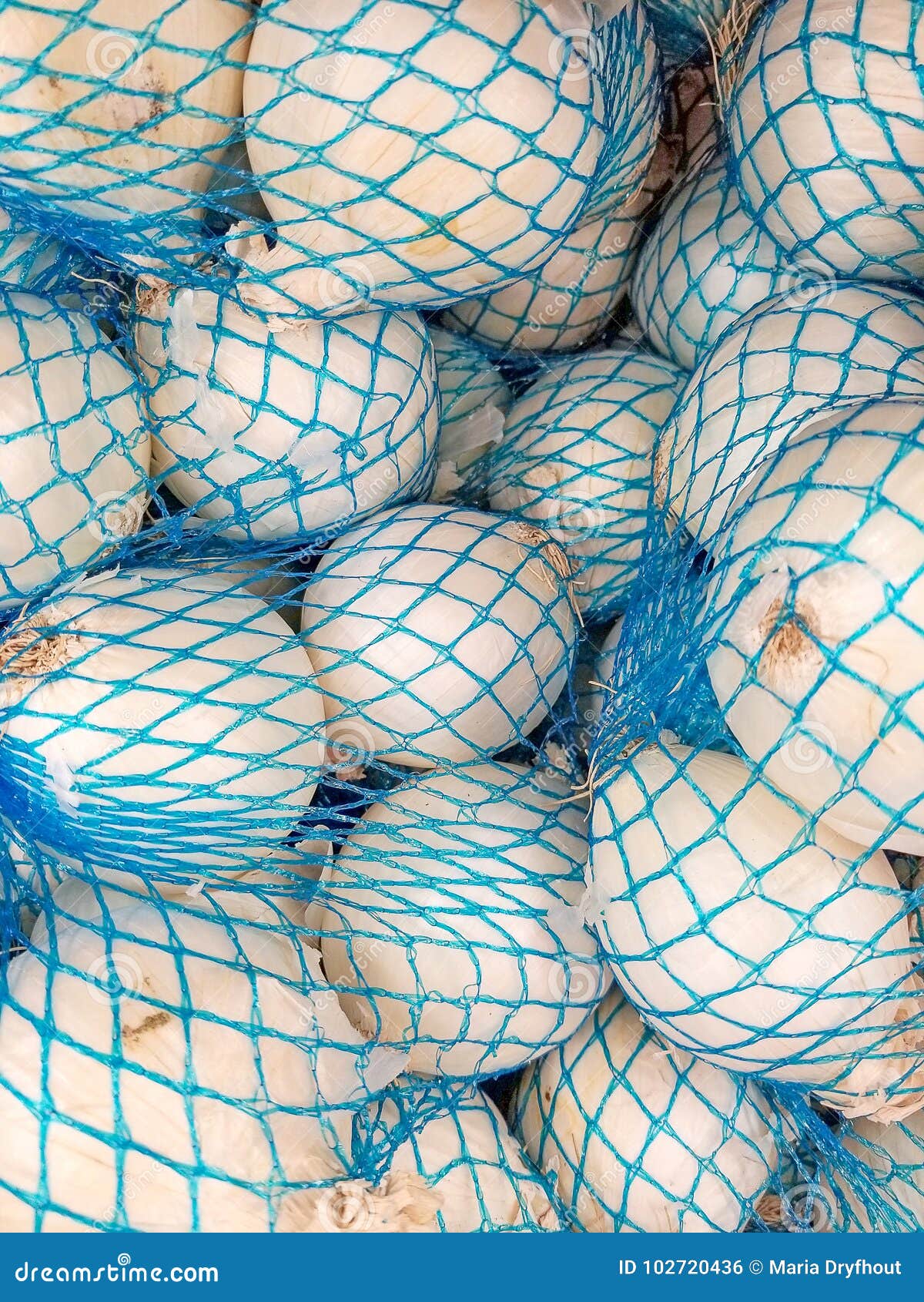 White onions in mesh bag stock photo. Image of macro 102720436