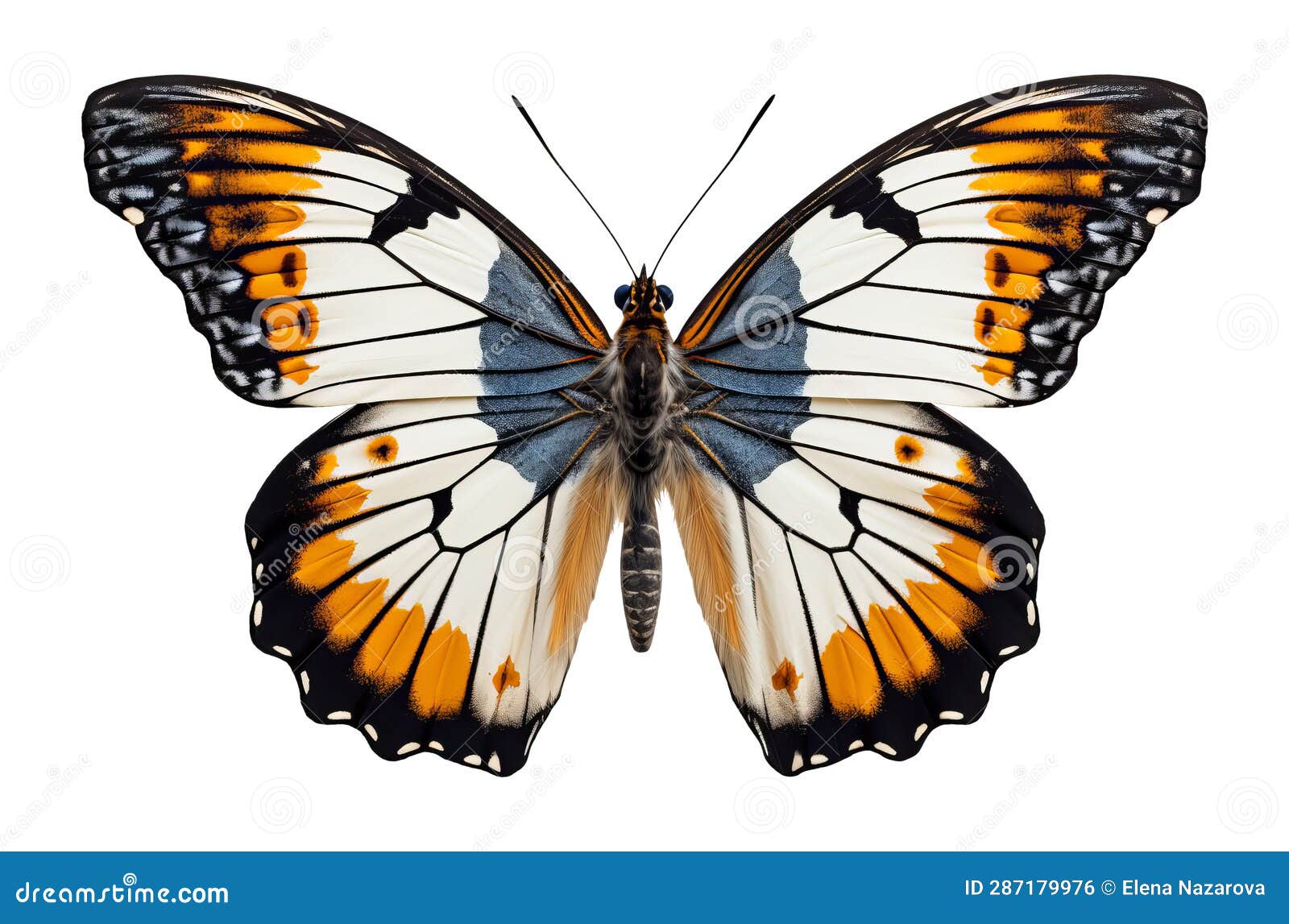 White Orange Butterfly with Spread Wings Cut Out on a White Background. Generative AI