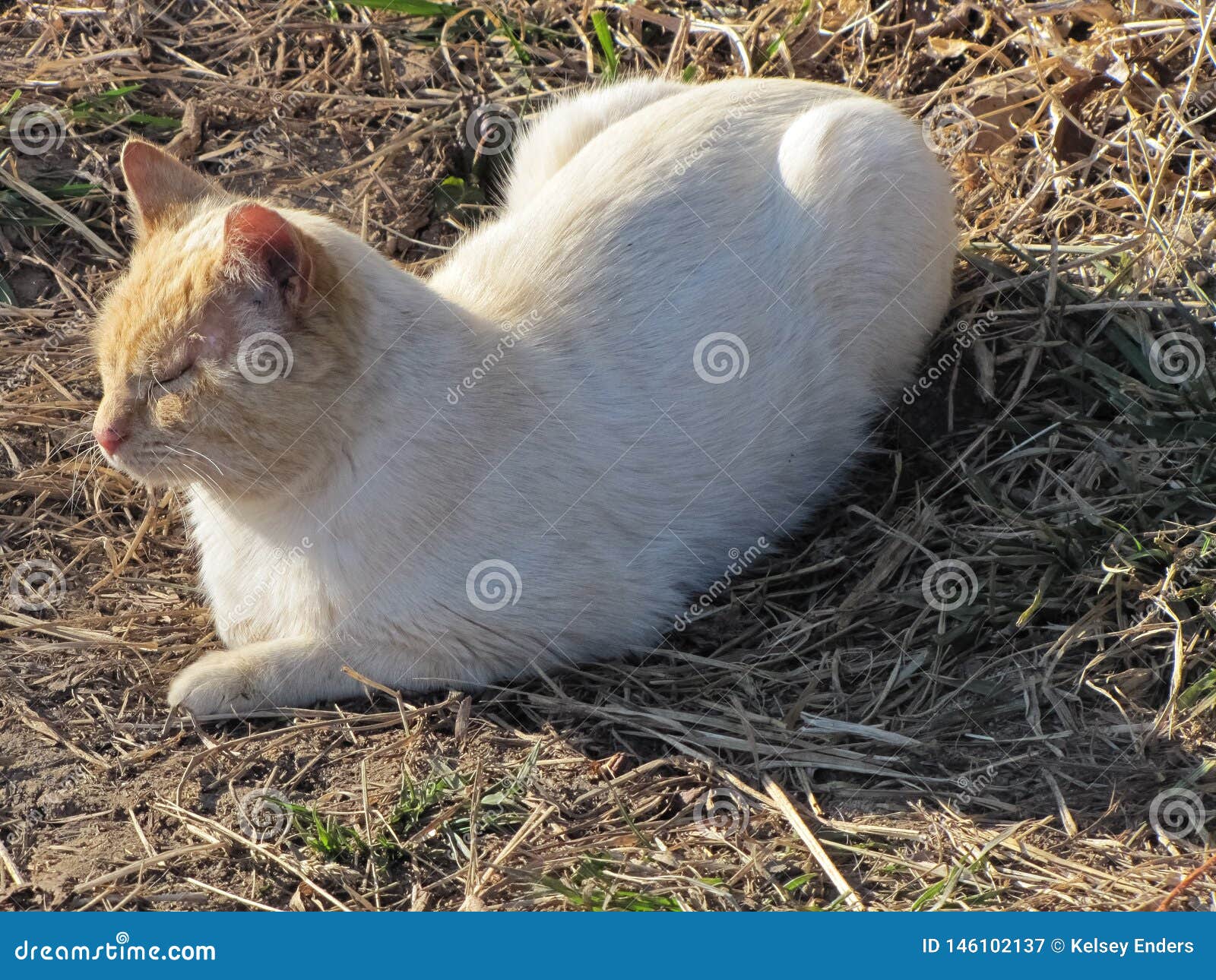 black white and orange cat black white and orange cat